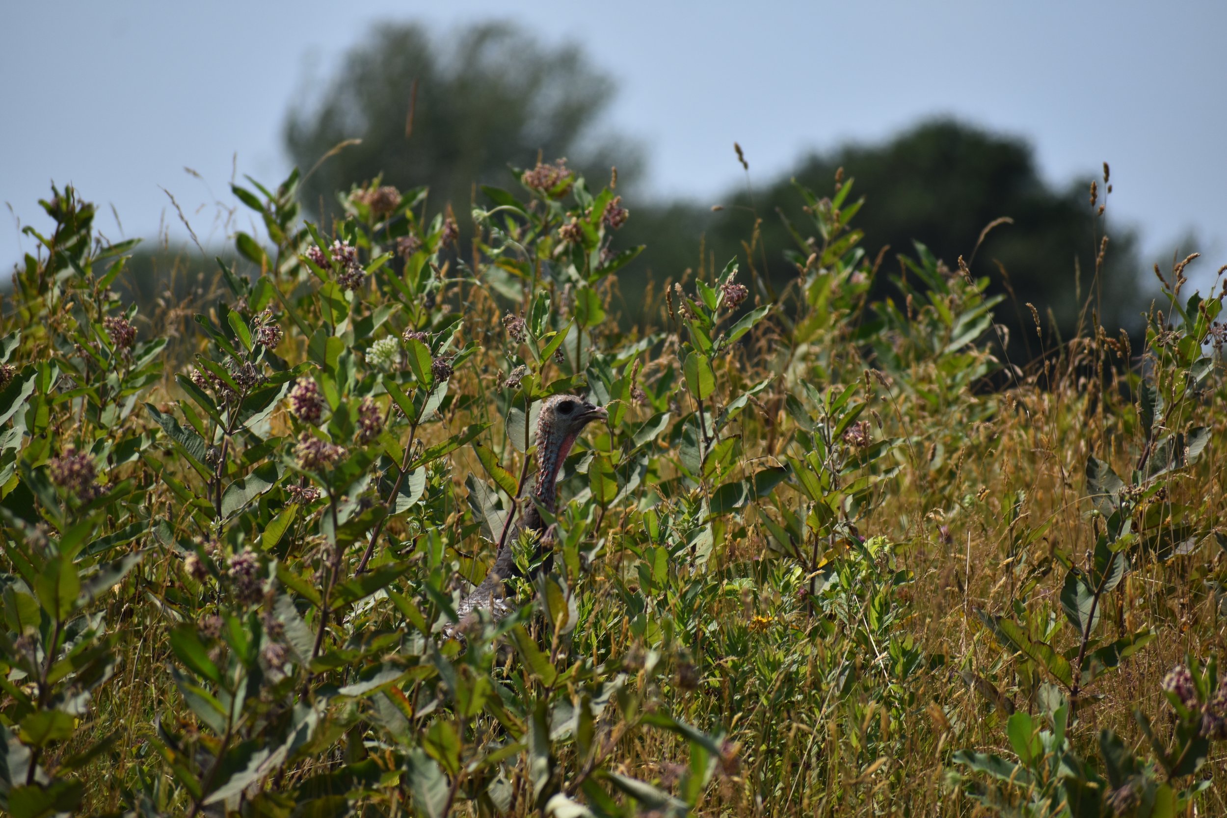 A wild turkey hidden among wildflowers