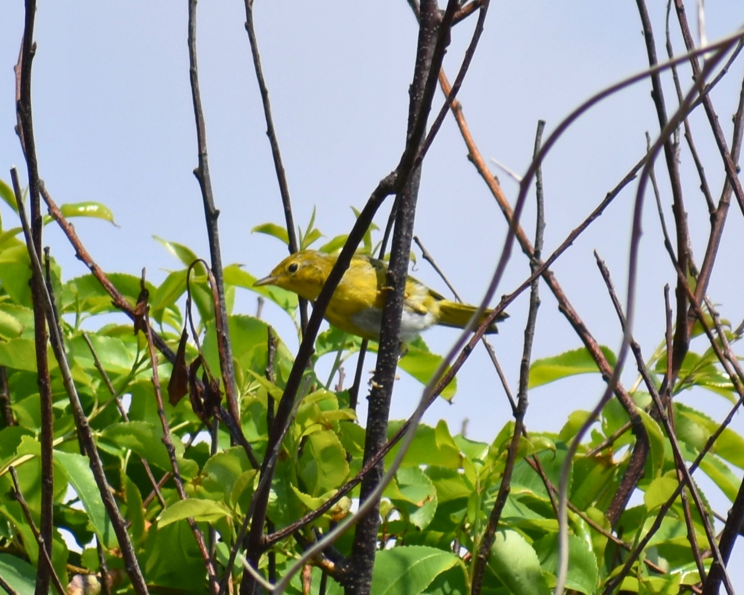 A yellow bird sitting on a tree branch