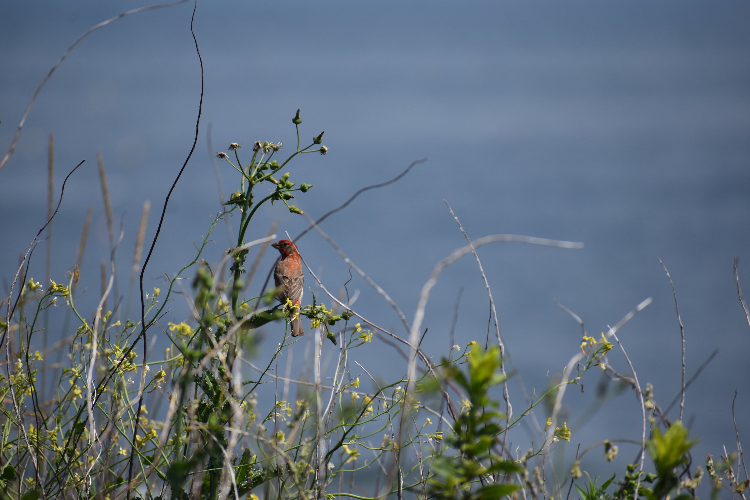 A male house finch sitting on a branch