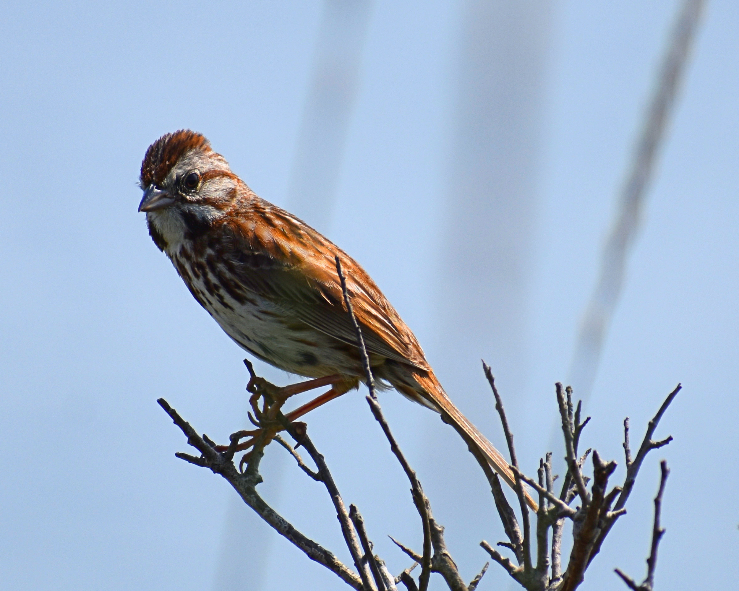 A song sparrow perched on top of a tree's branches