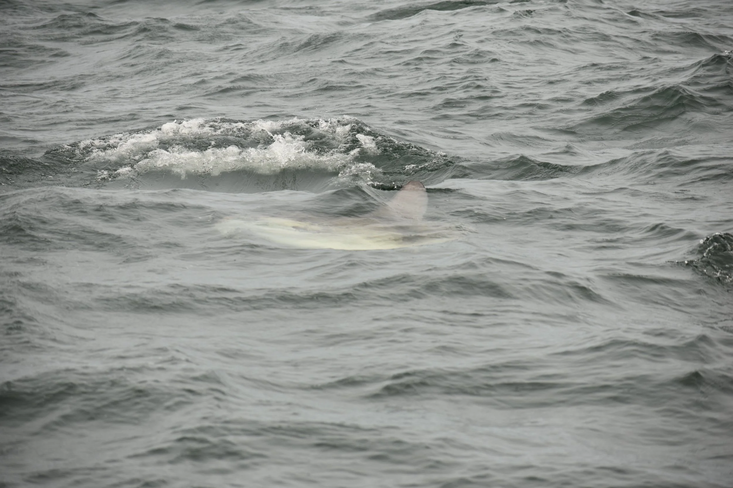 A sun fish underneath of some disturbed water at the surface of the ocean