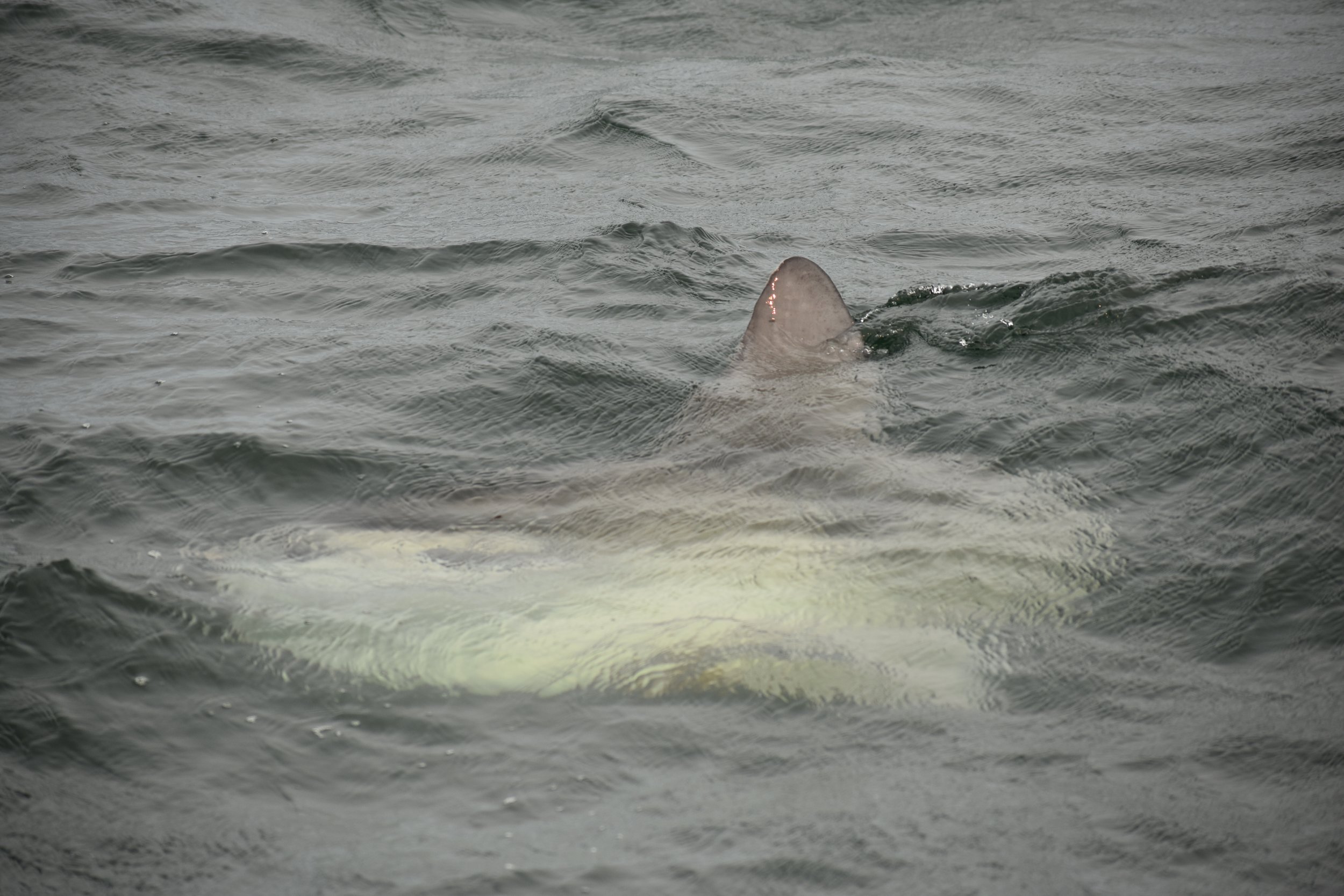 A sun fish underneath the water