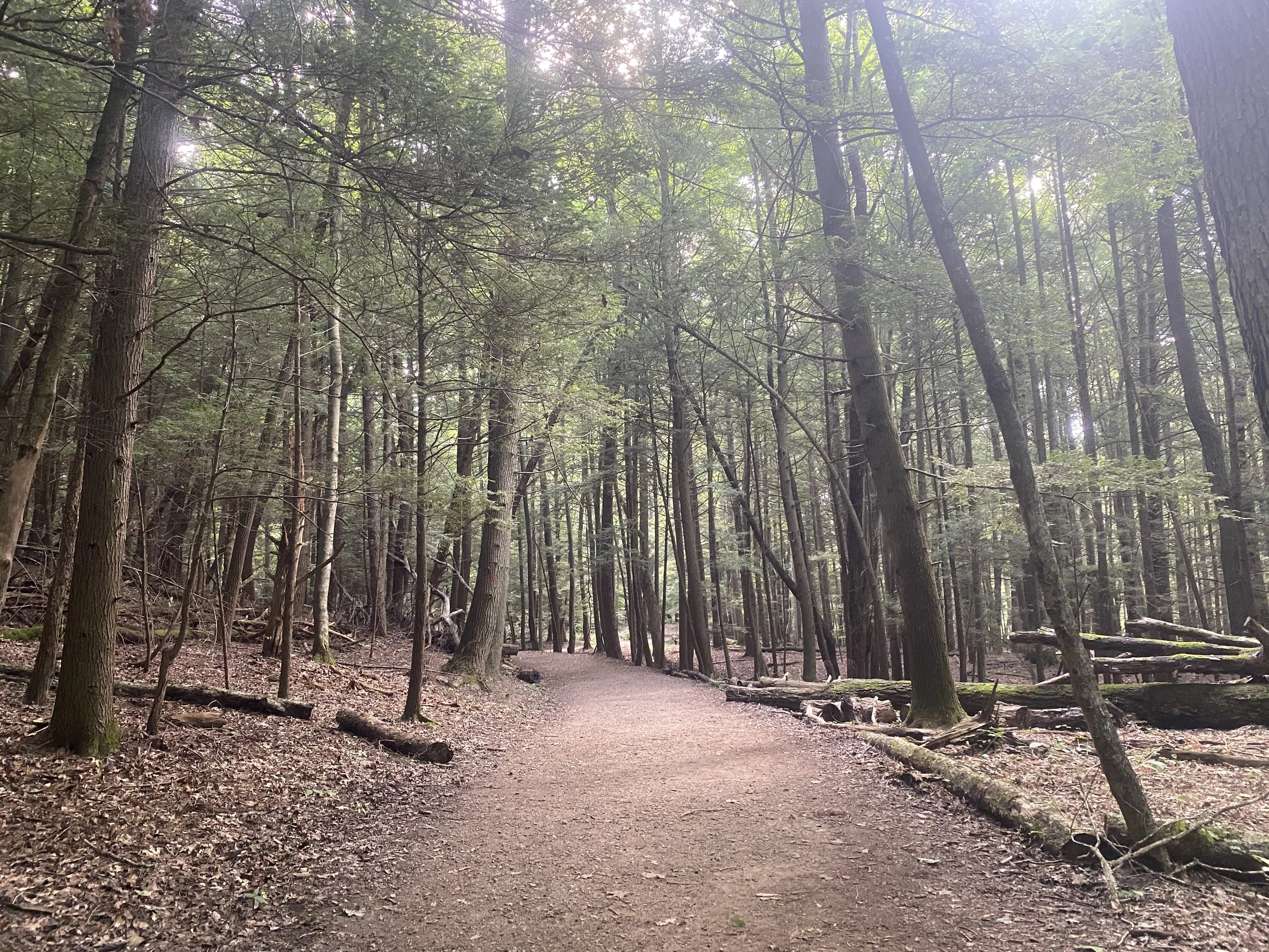Forest surrounding a pathway
