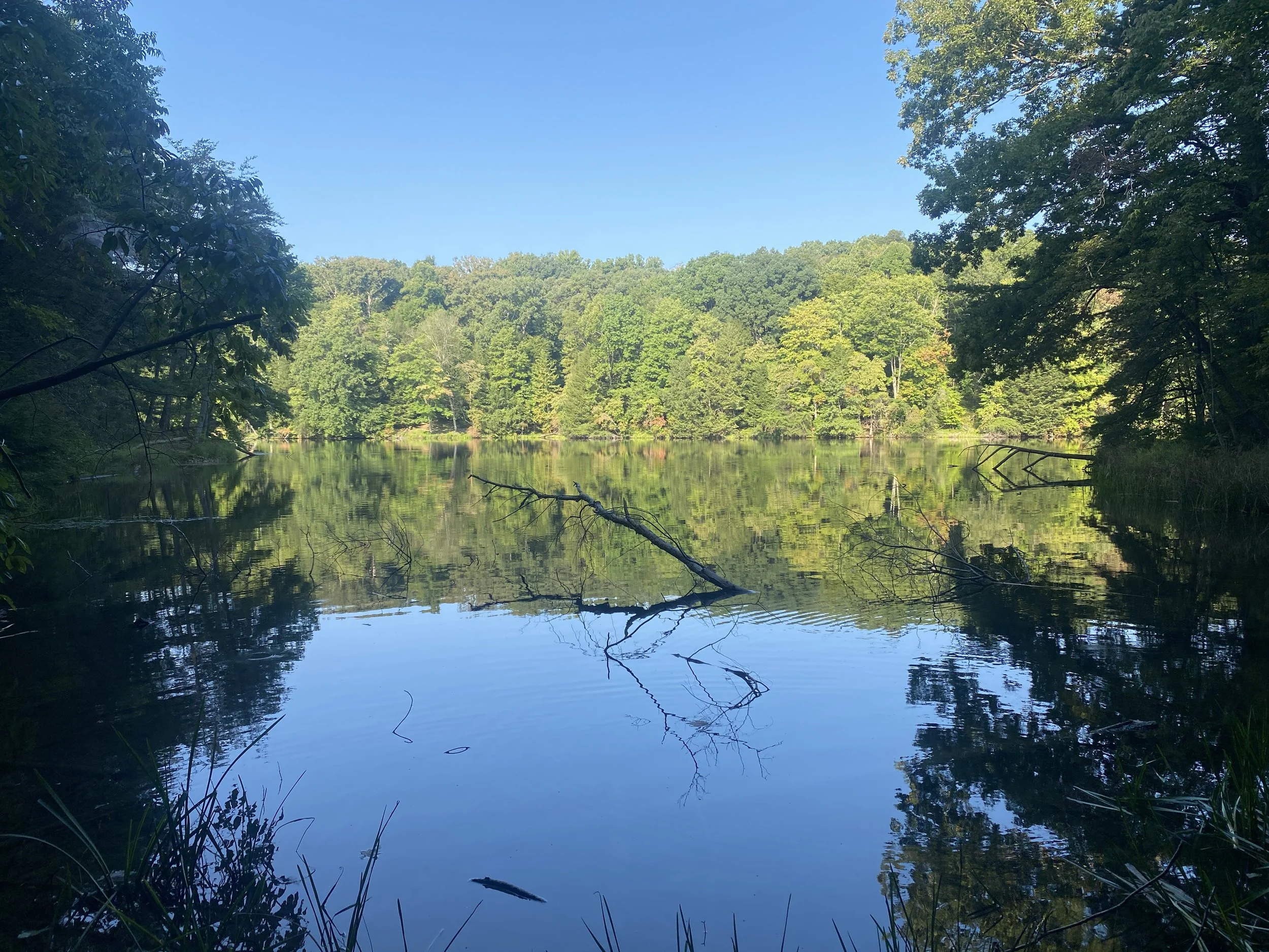 A lake with trees surrounding it