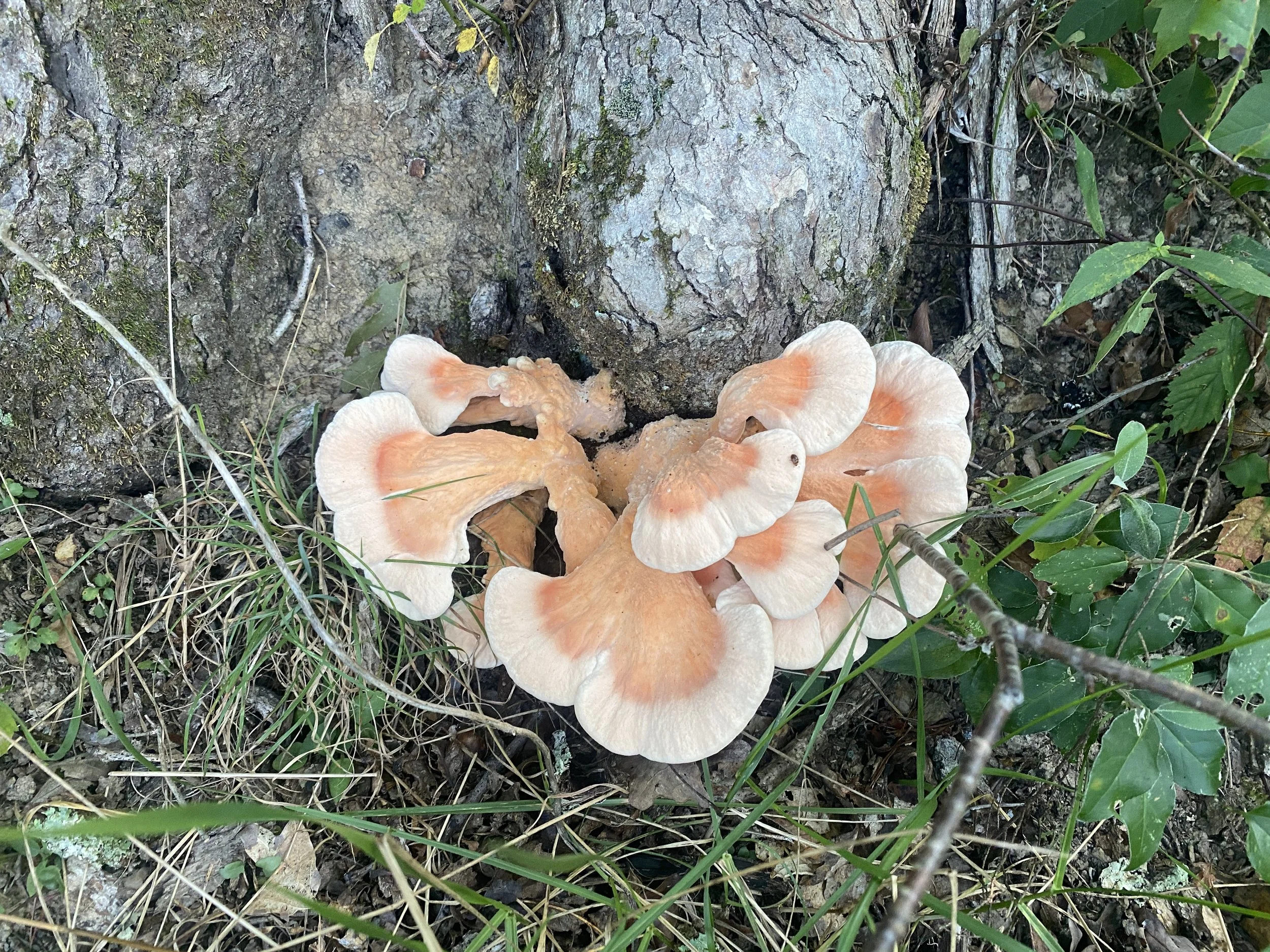 Chicken of the woods mushroom growing out of a log