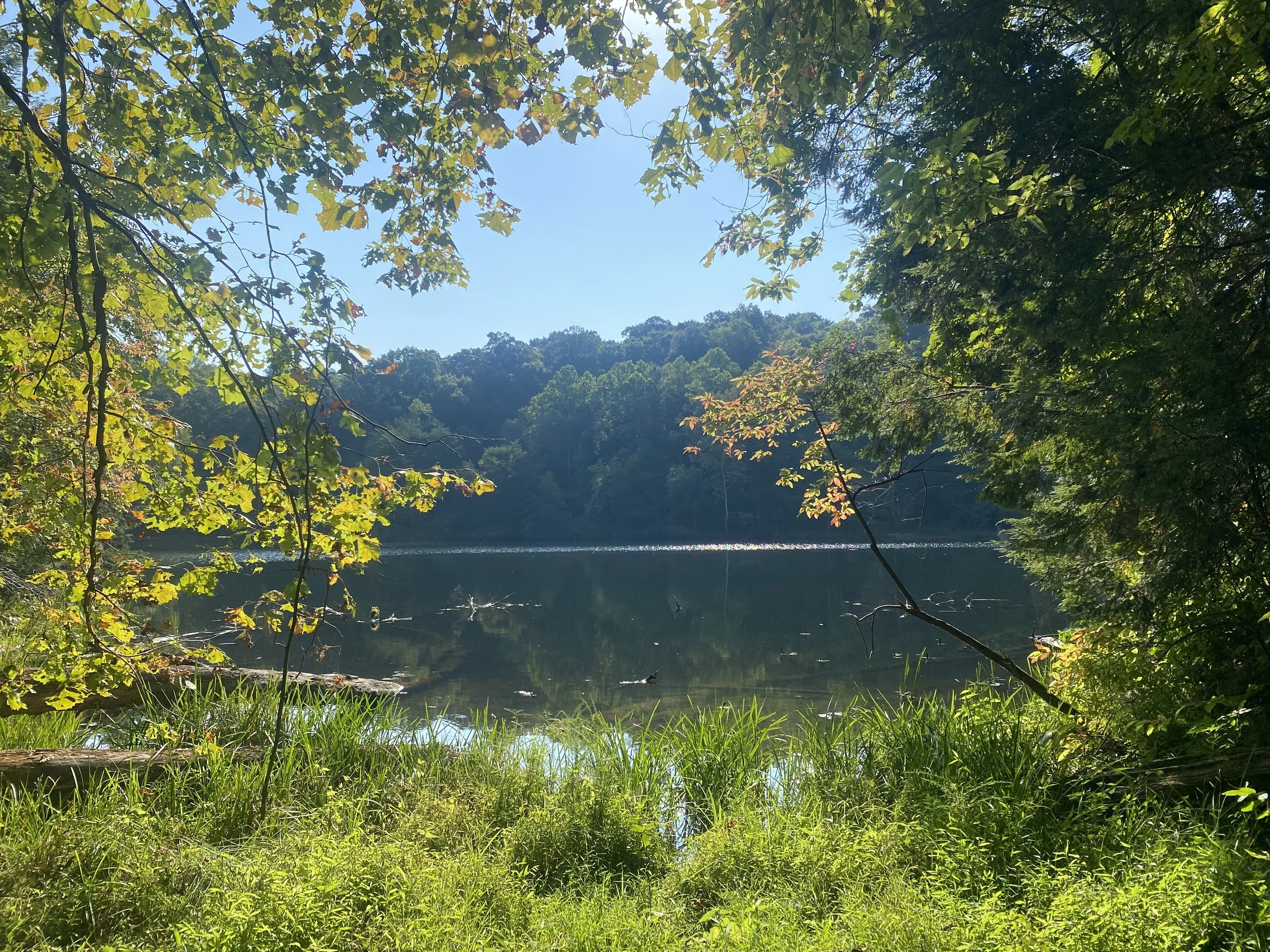 A small glimpse of the lake surrounded by trees