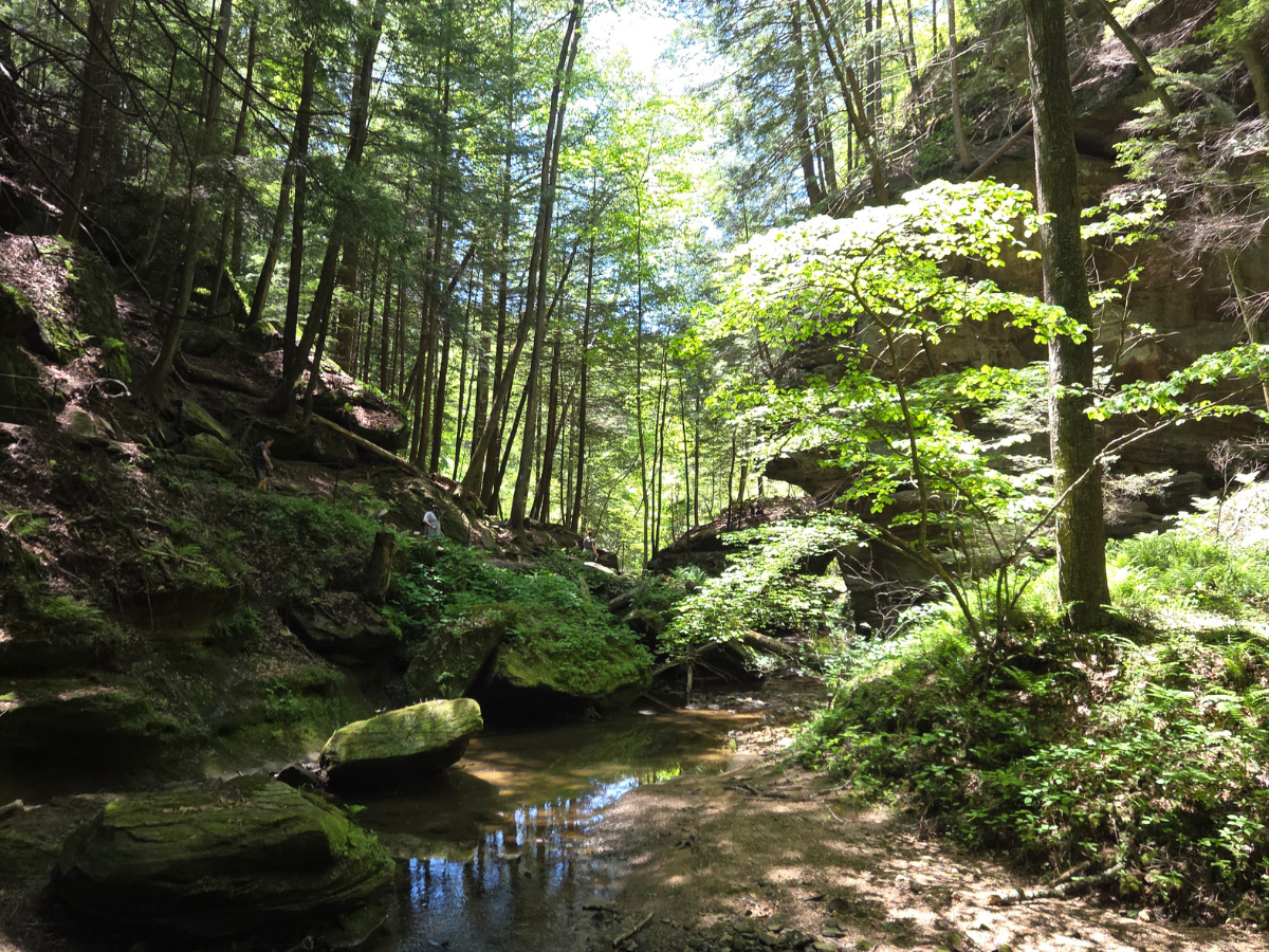 A creek covered with green vegetation and surrounded by trees