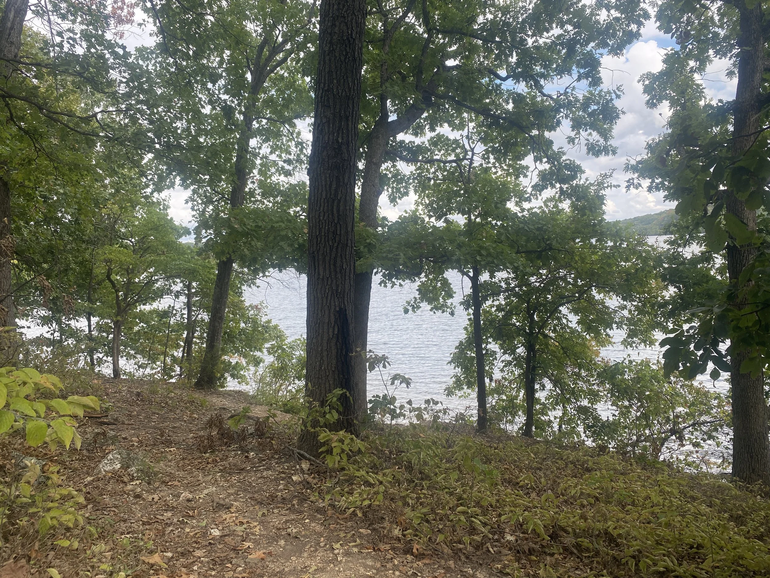 Several trees at the waterfront.