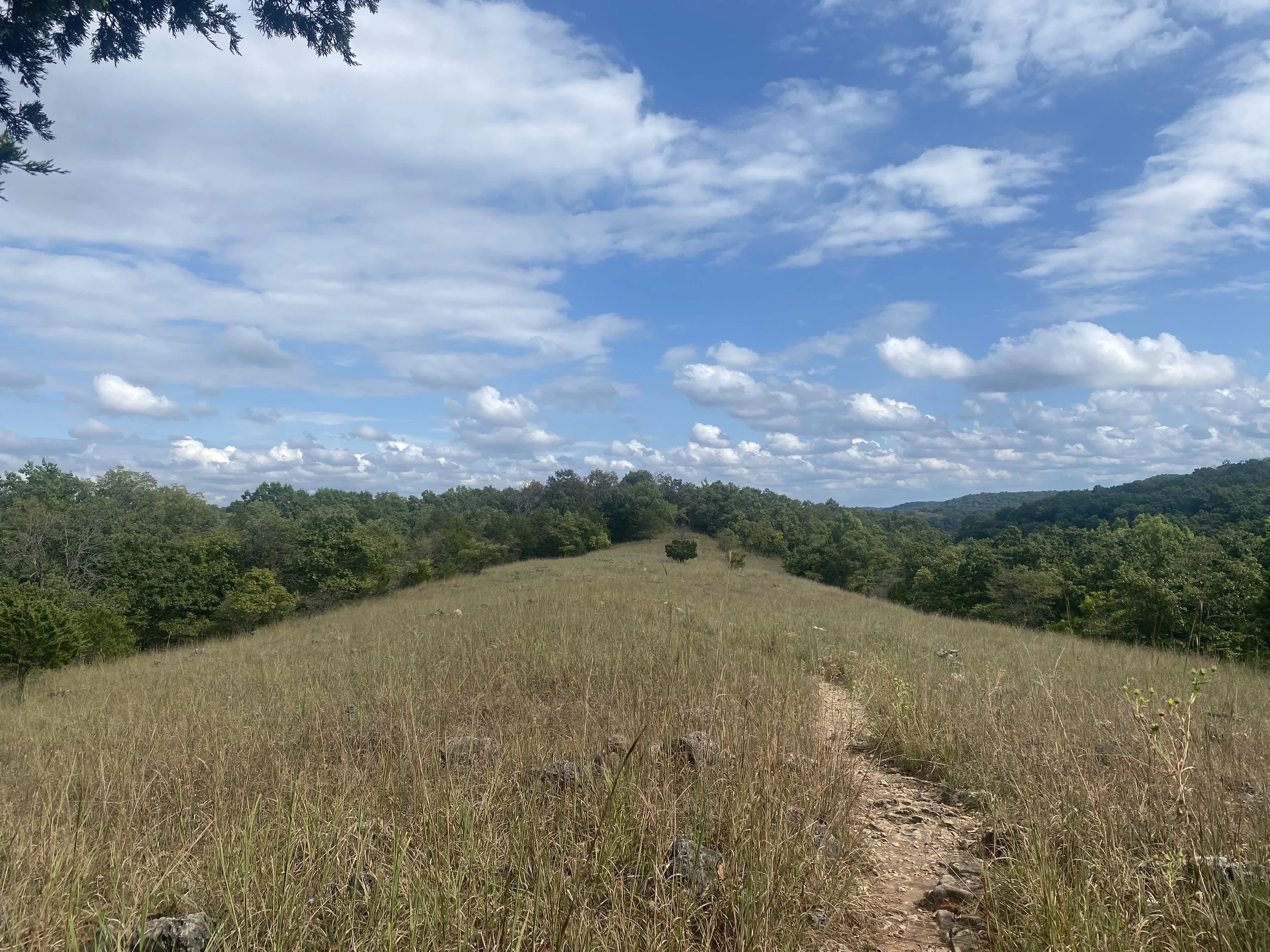A field of several foot tall grass with a path leading down the middle.