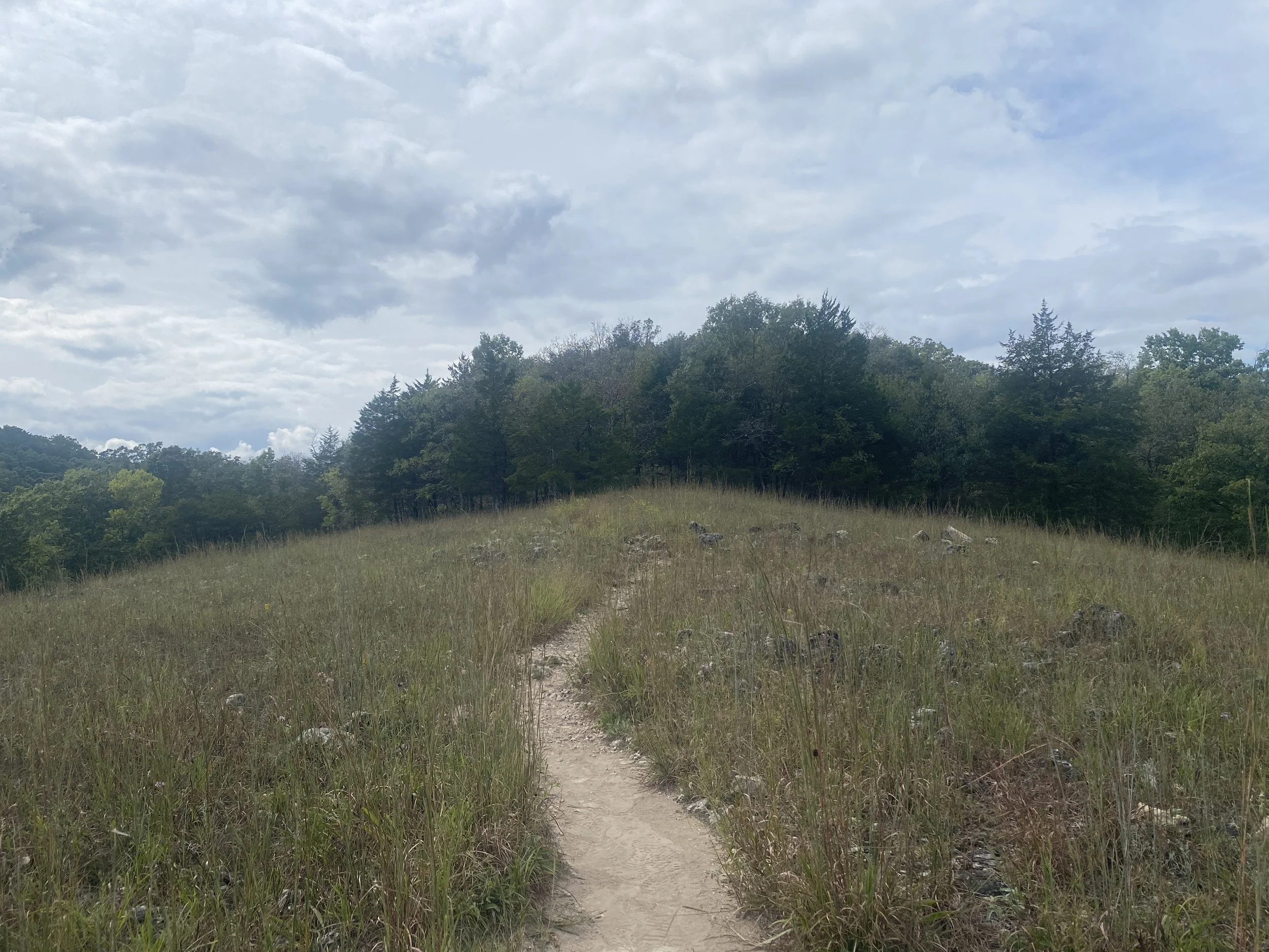 A field with several foot tall grass and a path leading through the middle.