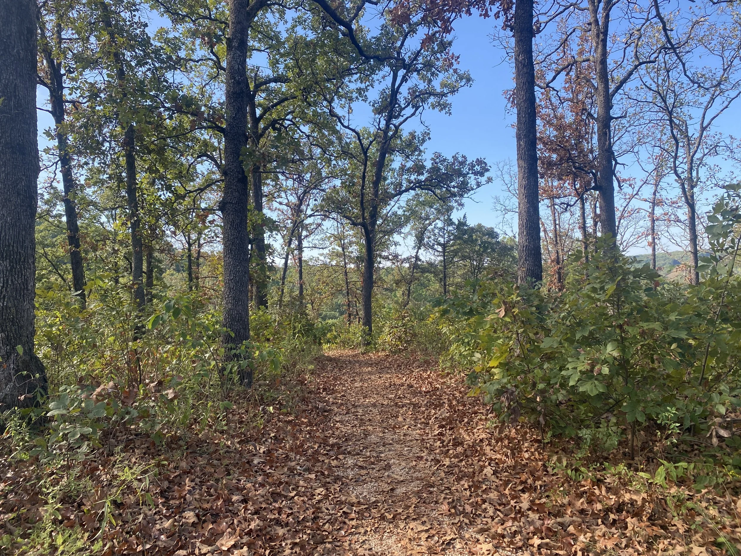 A walking path with leaves along the ground surrounded by trees. 