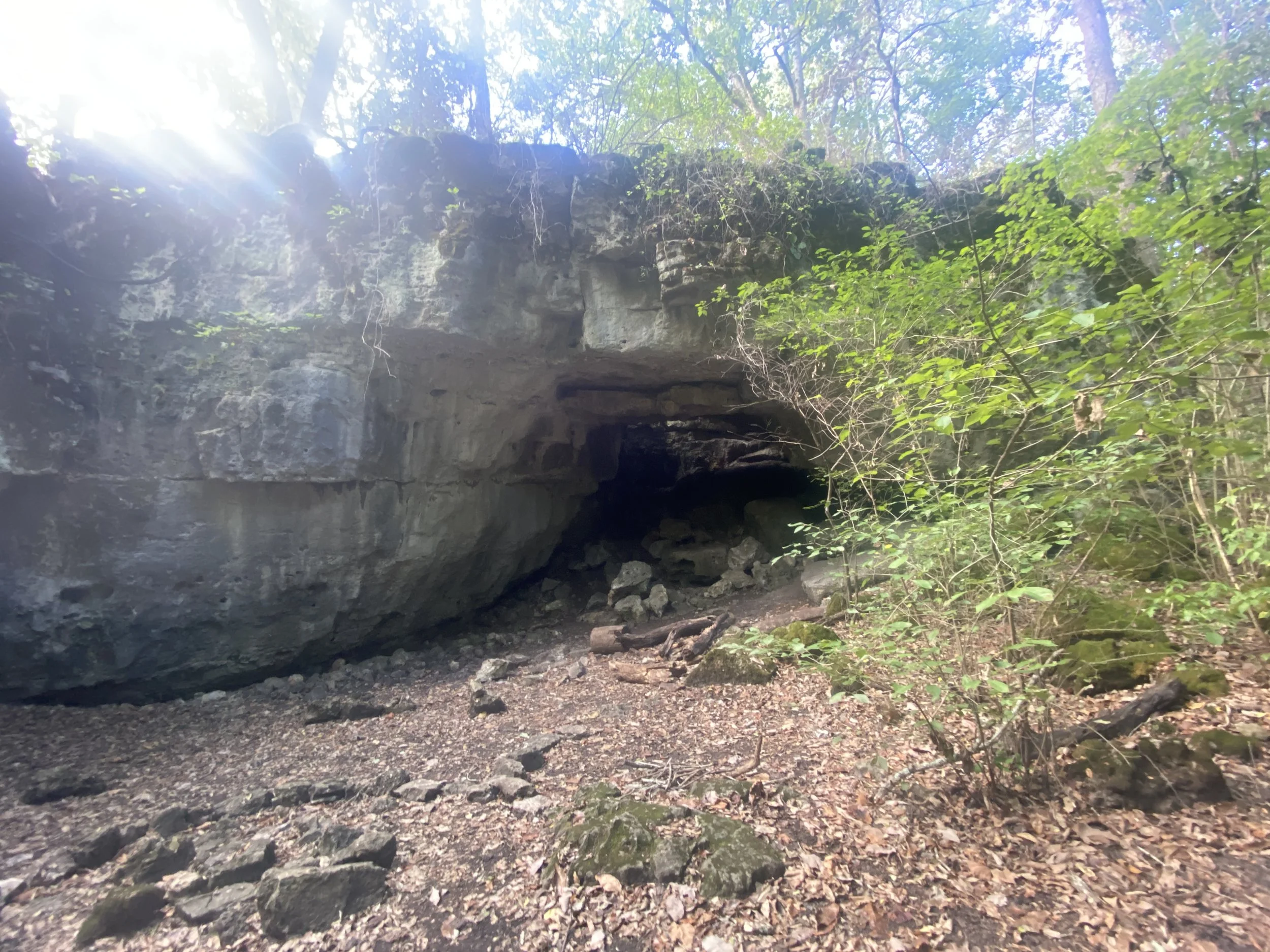 A cave with leaves and rocks along the ground.