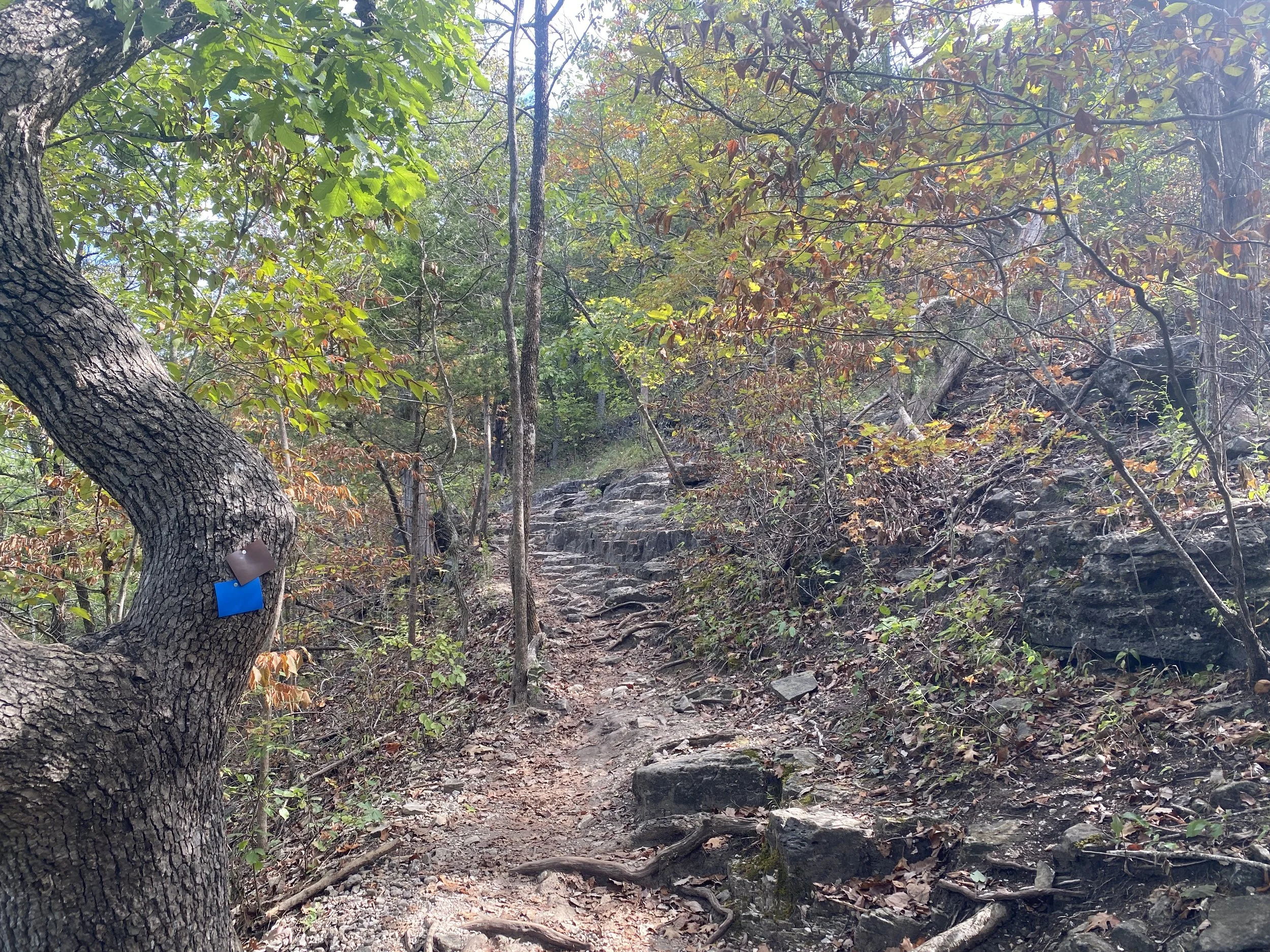 A path with a hiking marker on the nearby tree.
