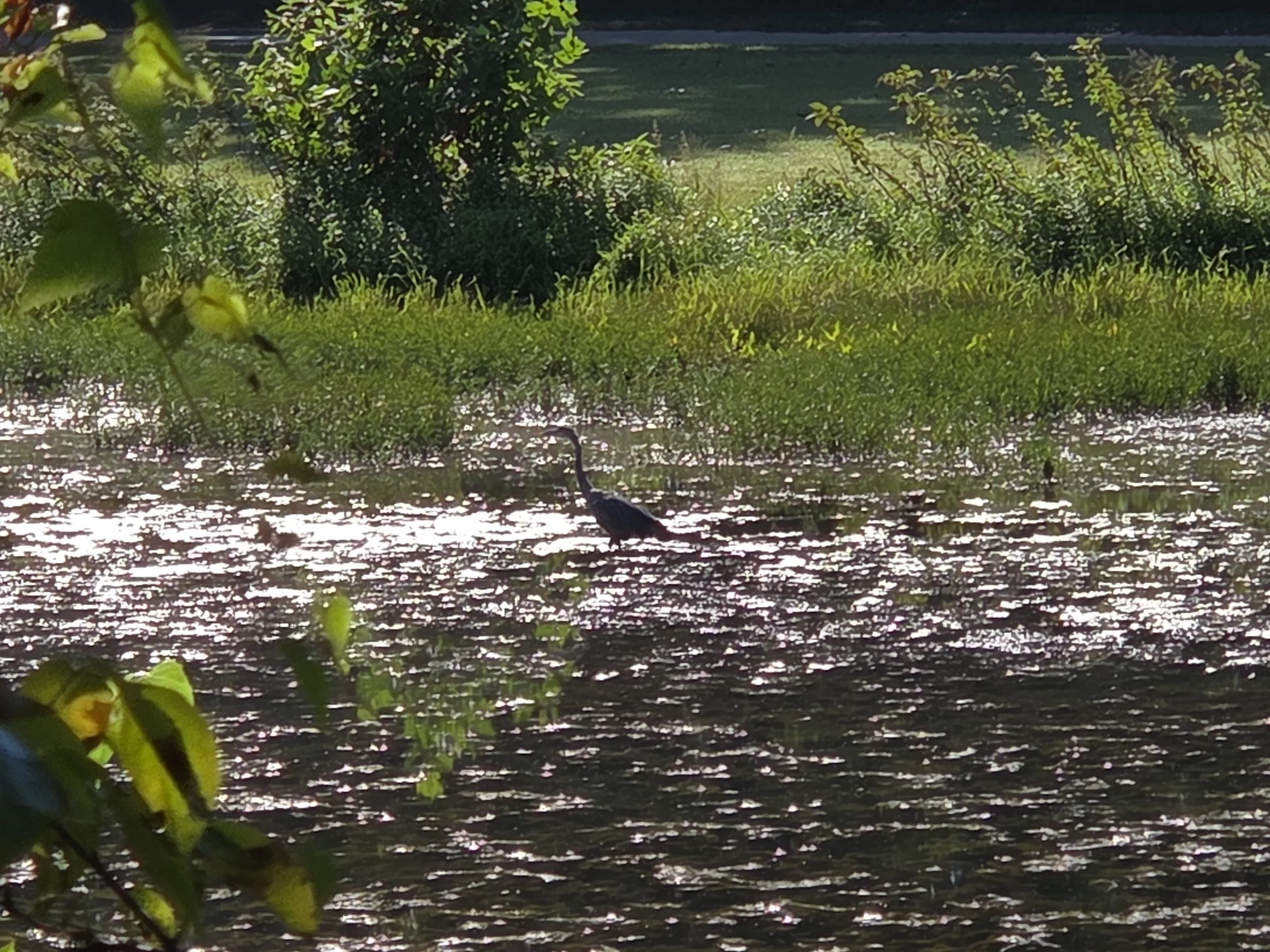 A blue heron standing in the shallow portion of the stream.