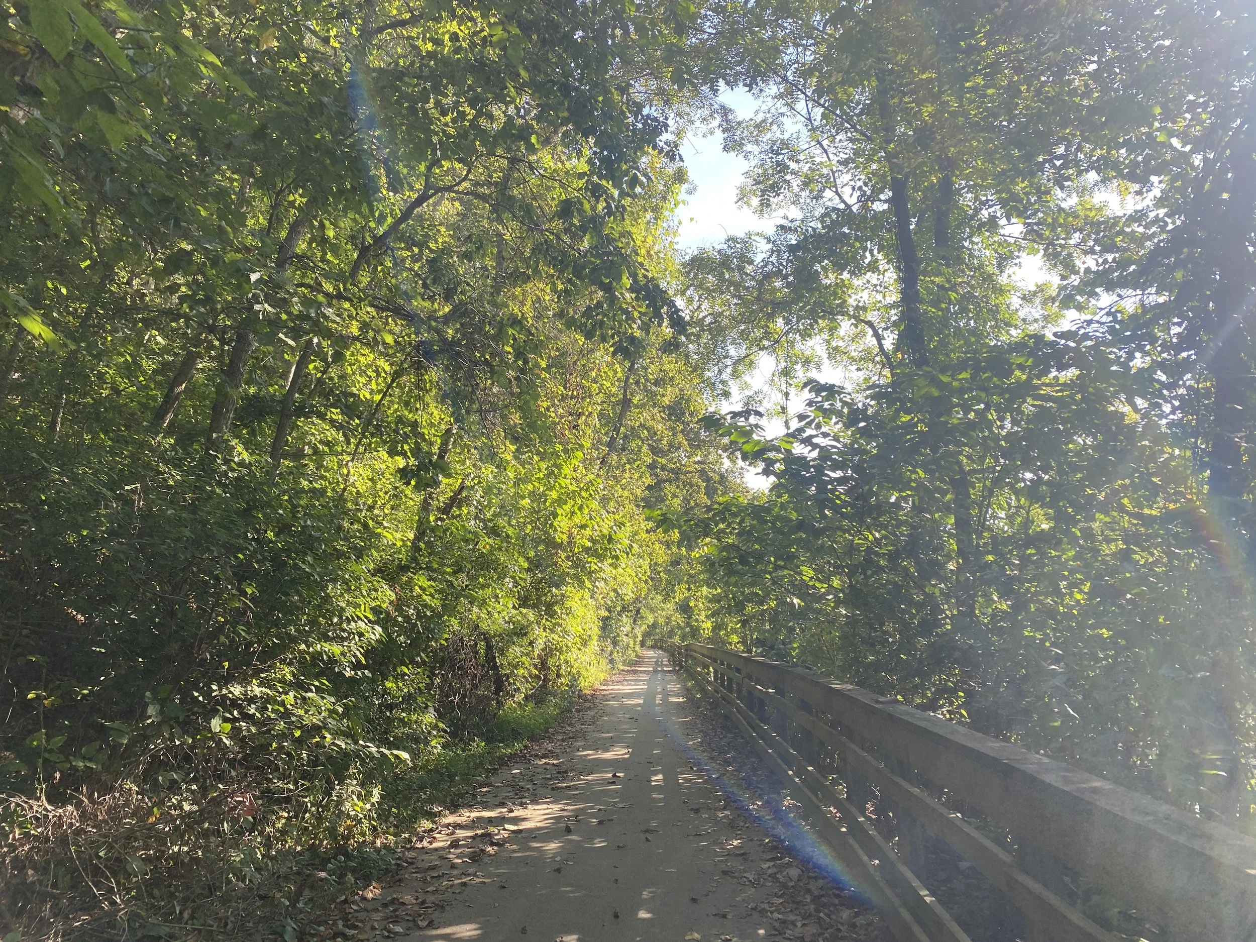 A path with forest on the lefthand side and a handrail along the righthand side.