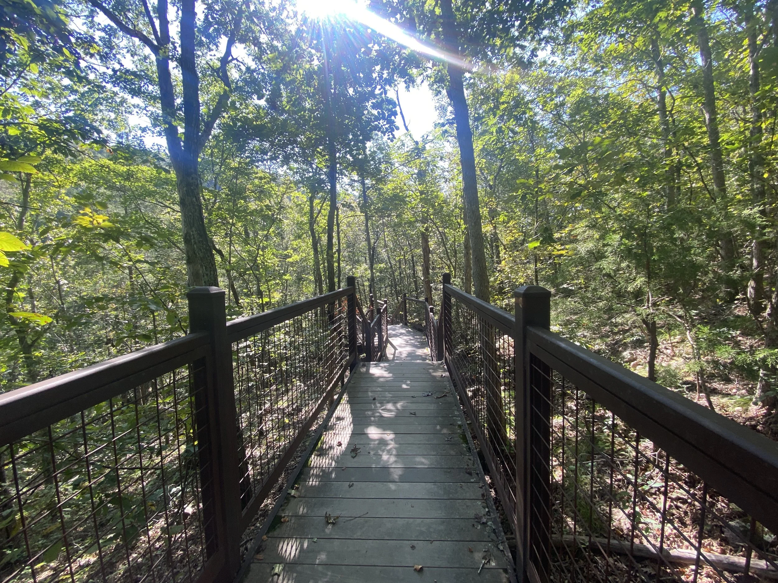 A bridge leading through a trail surrounded by trees.