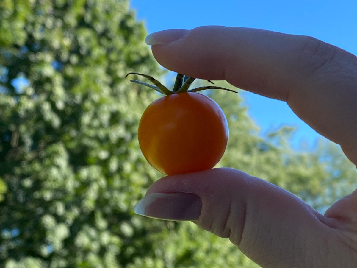 Hand holding a small red cherry tomato.