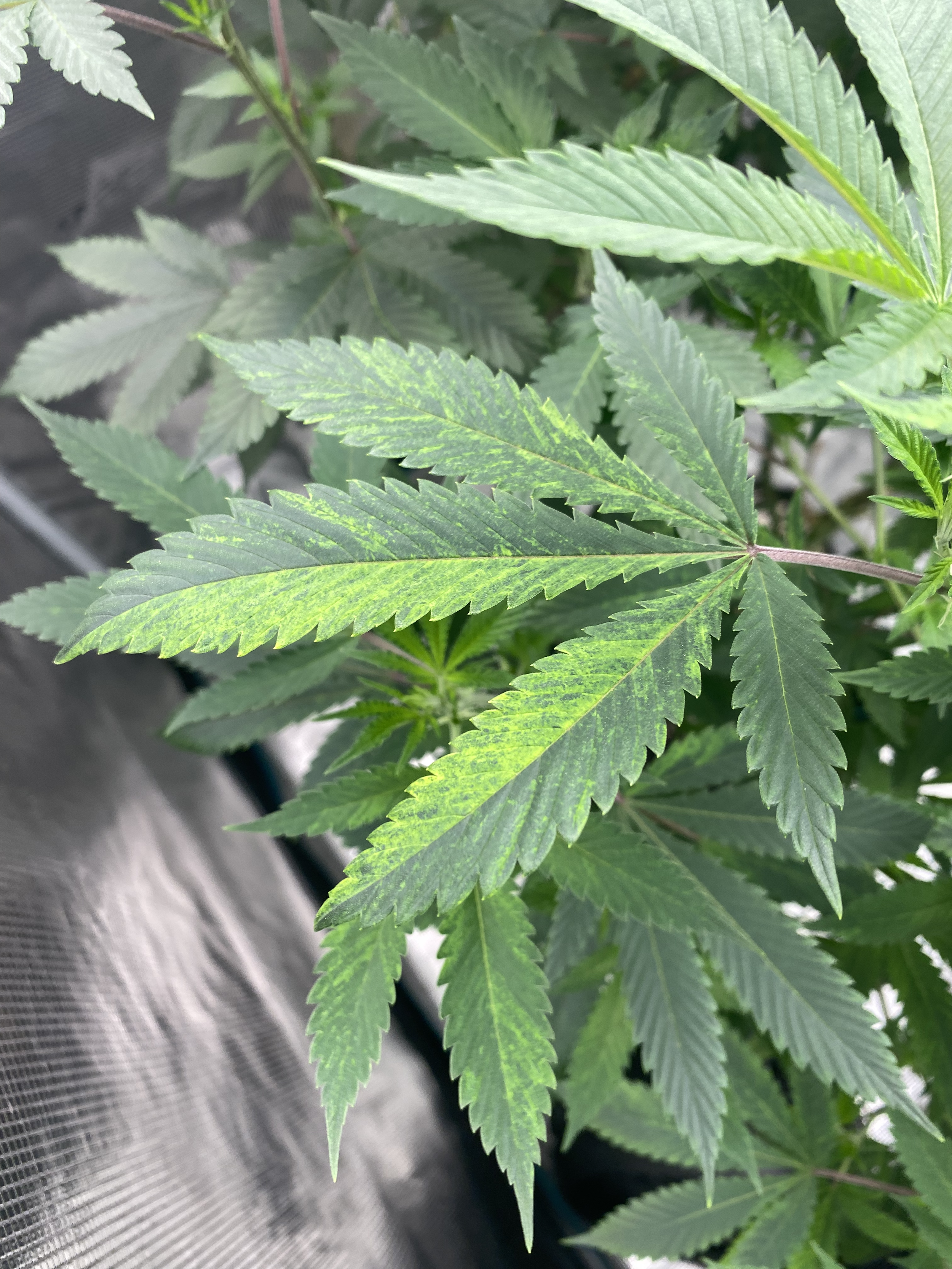 Variegated chem D plant leaf.