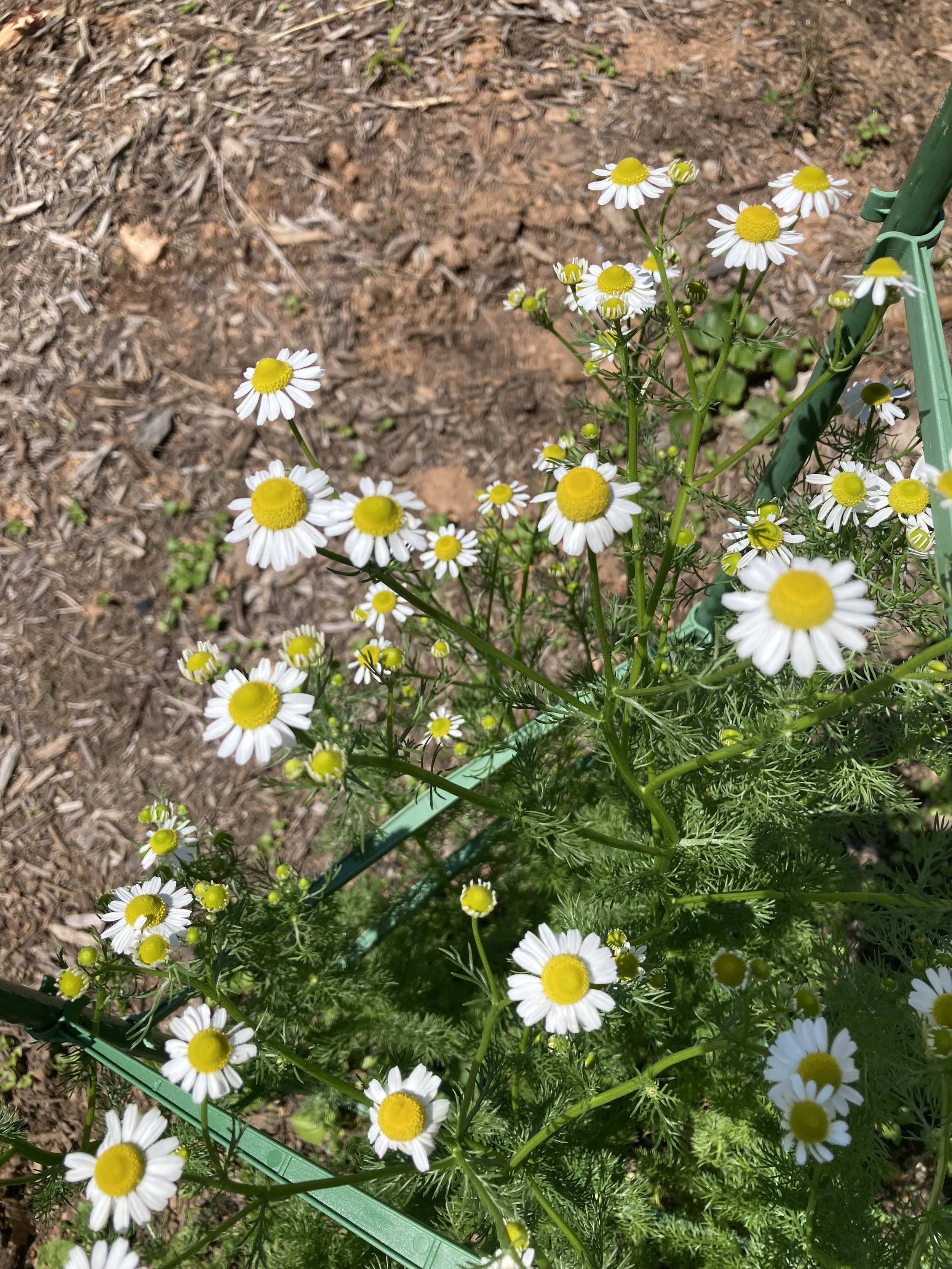 Chamomile flowers in full bloom.