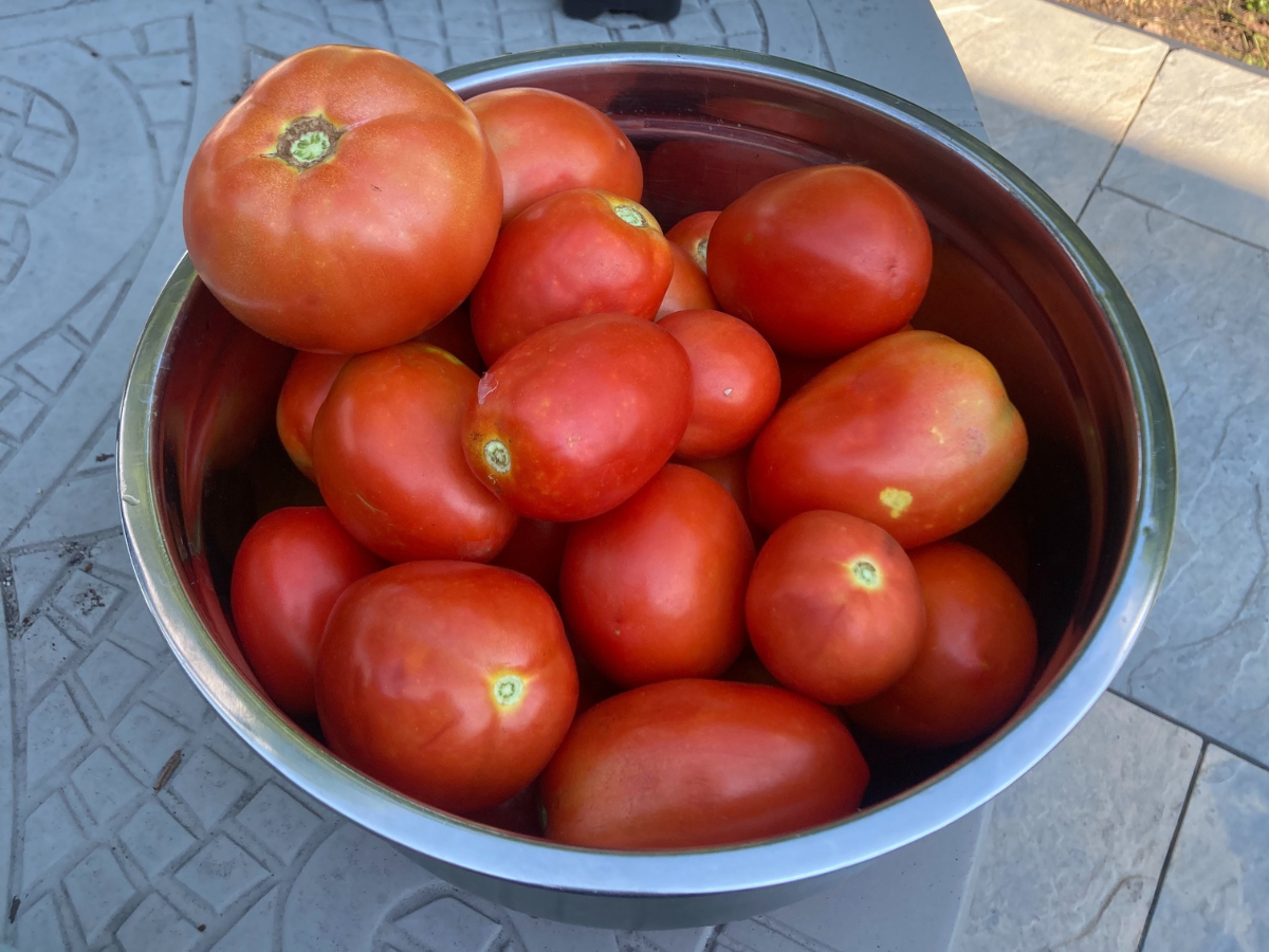 Bowl of roma tomatoes.