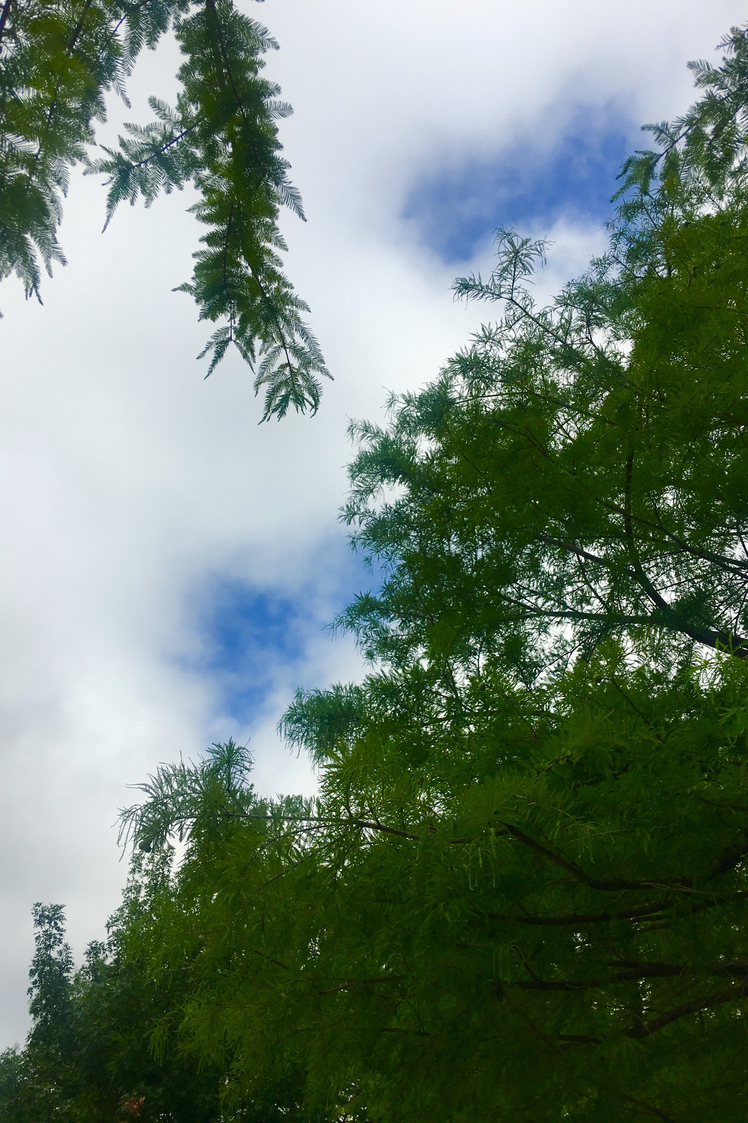  I've gotten into the habit of photographing the sky lately. You know, to give a feel for the day. &nbsp;Hot and sunny in Dallas. 