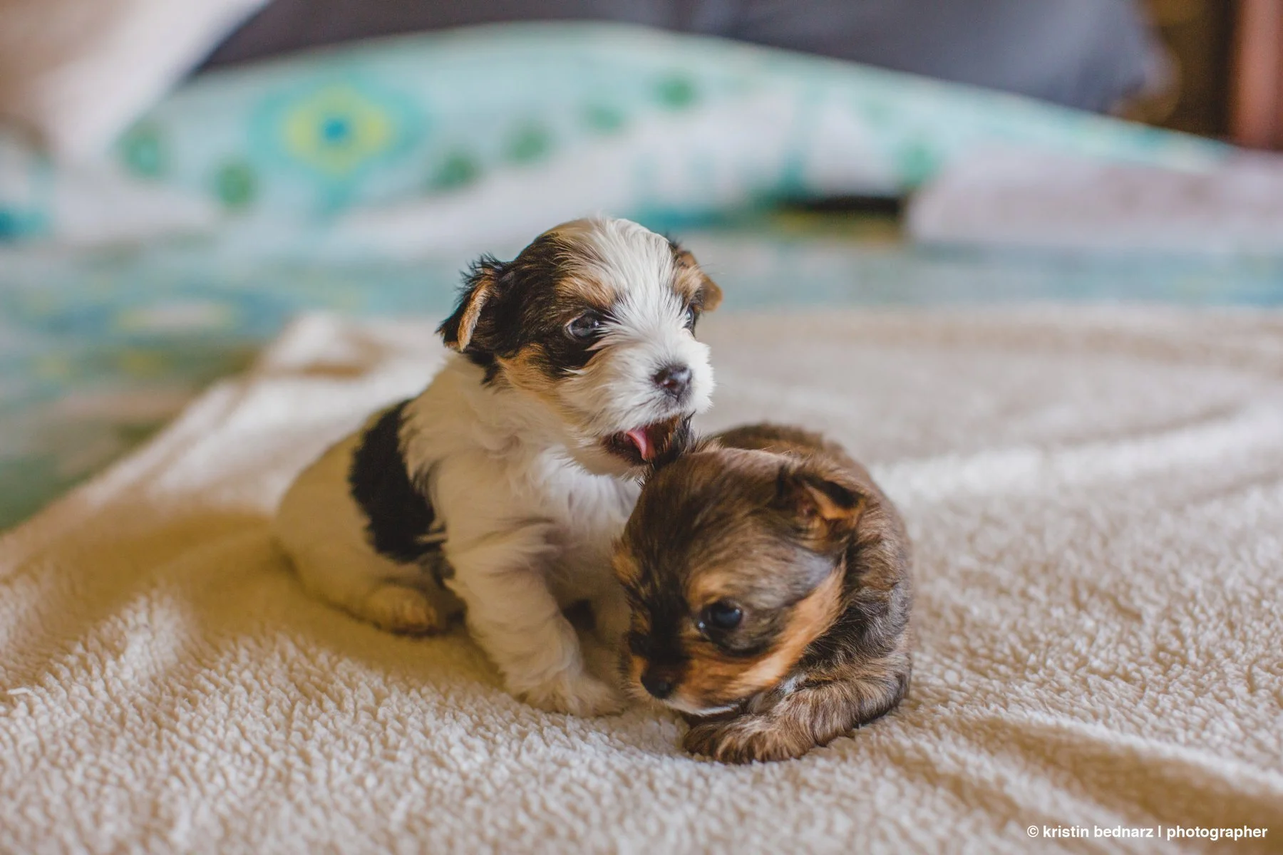 yorkie_puppies_lubbock_photographer_0928.JPG