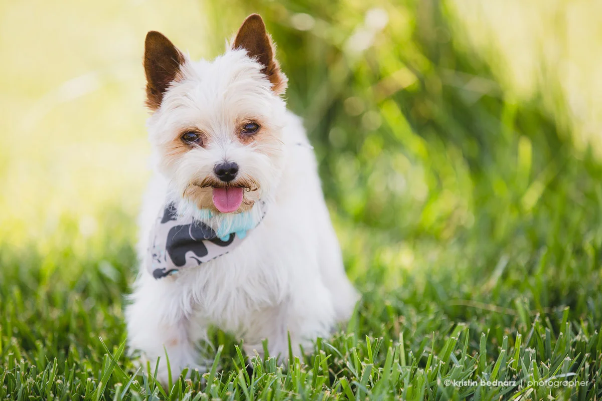 yorkie_puppies_lubbock_photographer_0950.JPG