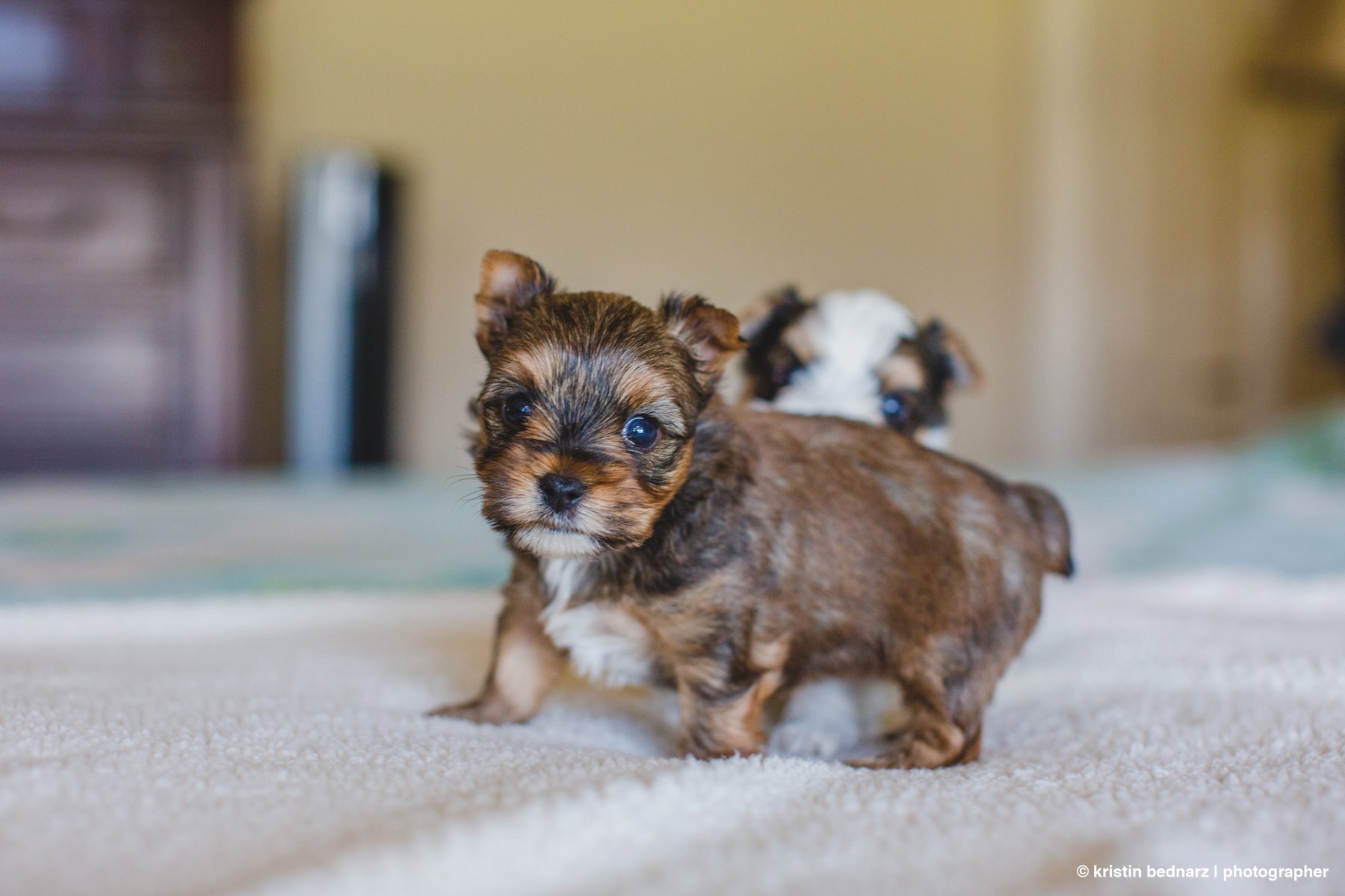 yorkie_puppies_lubbock_photographer_0929.JPG