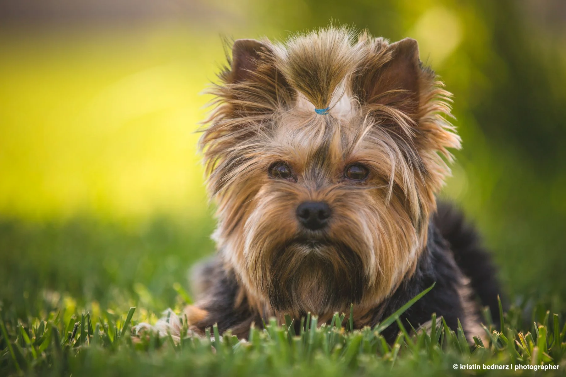 yorkie_puppies_lubbock_photographer_0947.JPG