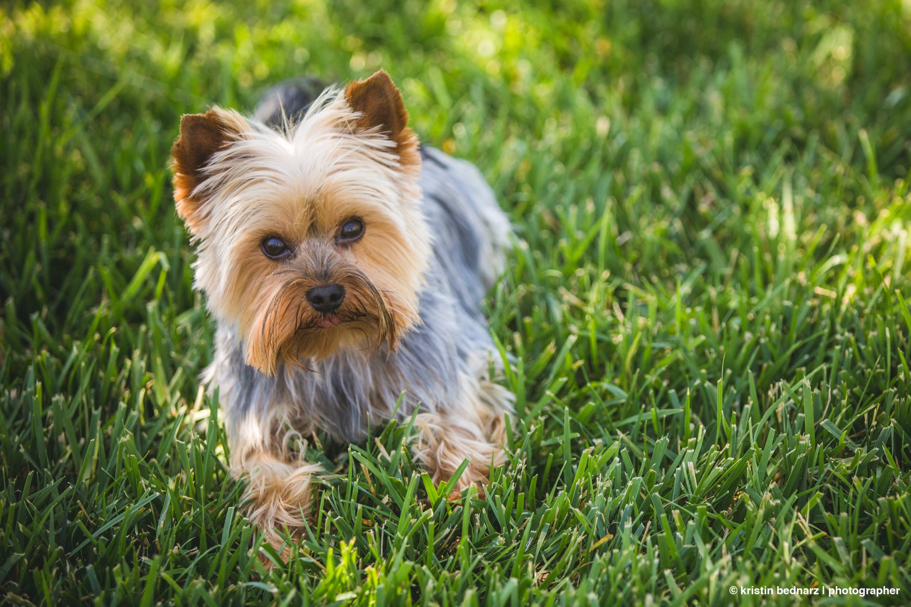 yorkie_puppies_lubbock_photographer_0944.JPG
