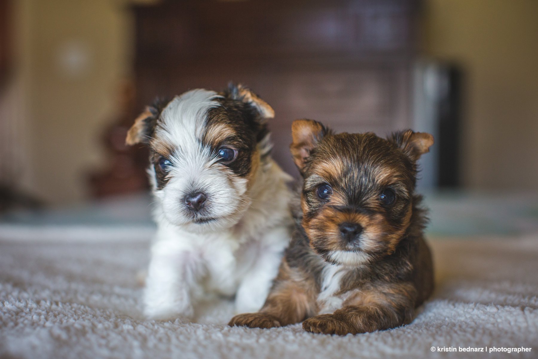 yorkie_puppies_lubbock_photographer_0932.JPG