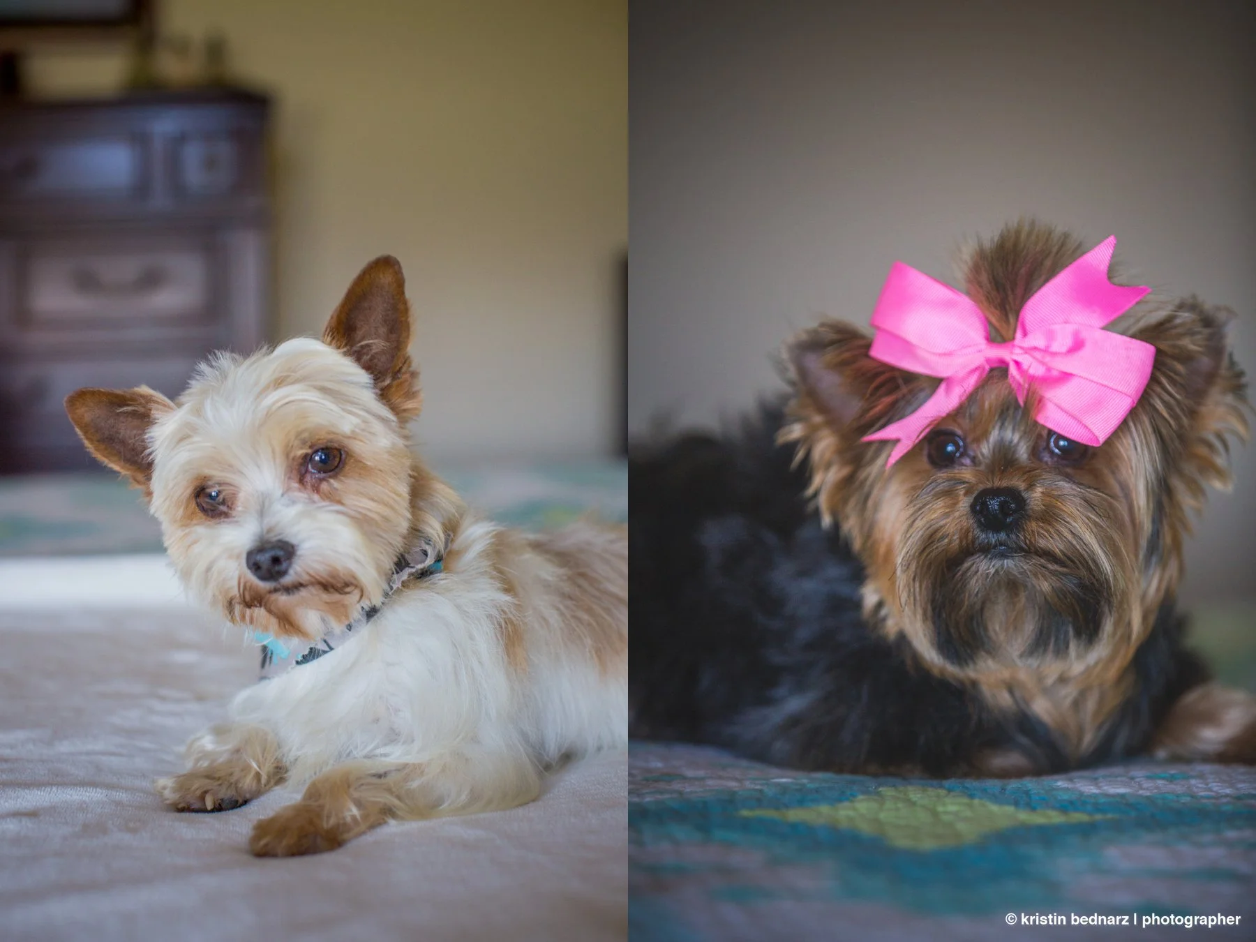yorkie_puppies_lubbock_photographer_0937.JPG