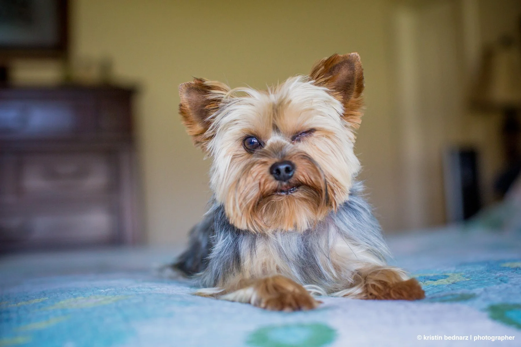 yorkie_puppies_lubbock_photographer_0941.JPG