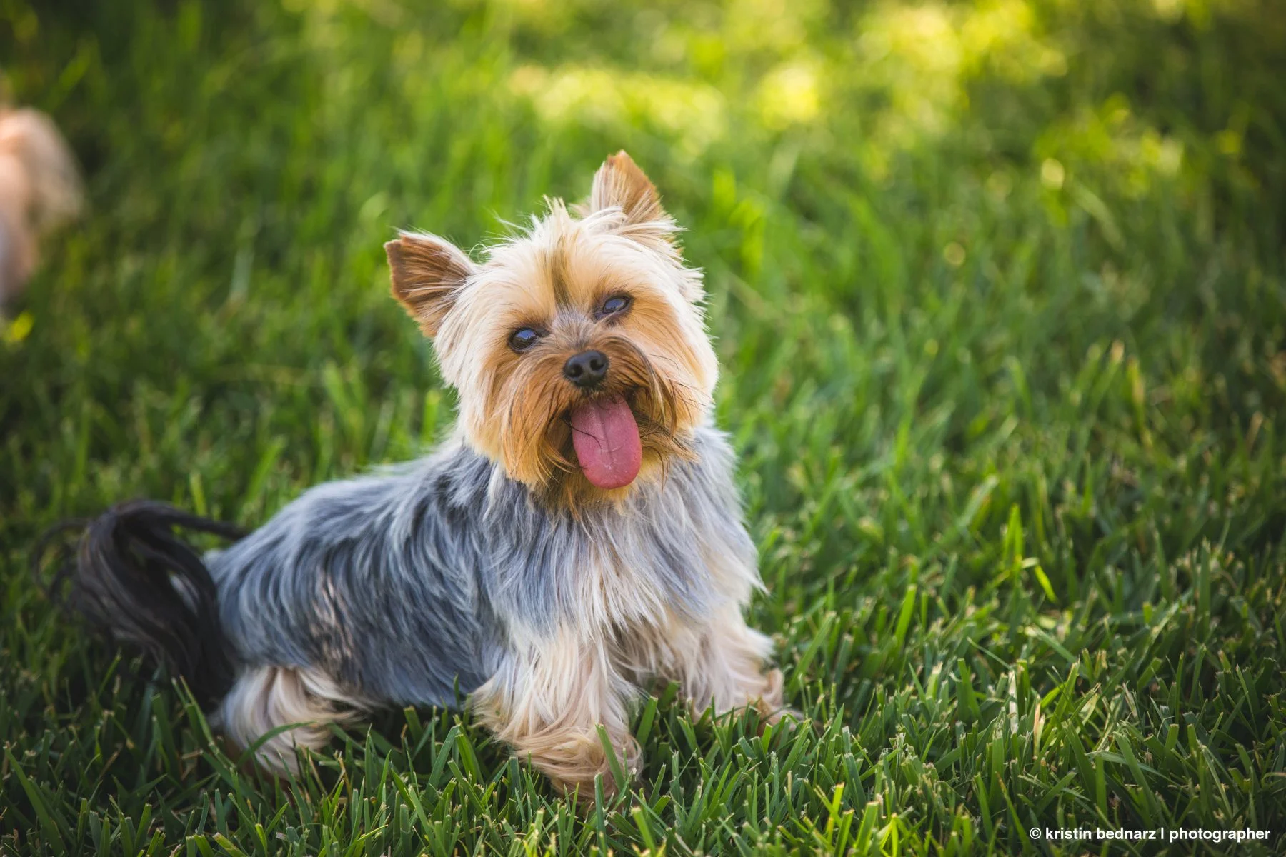 yorkie_puppies_lubbock_photographer_0949.JPG
