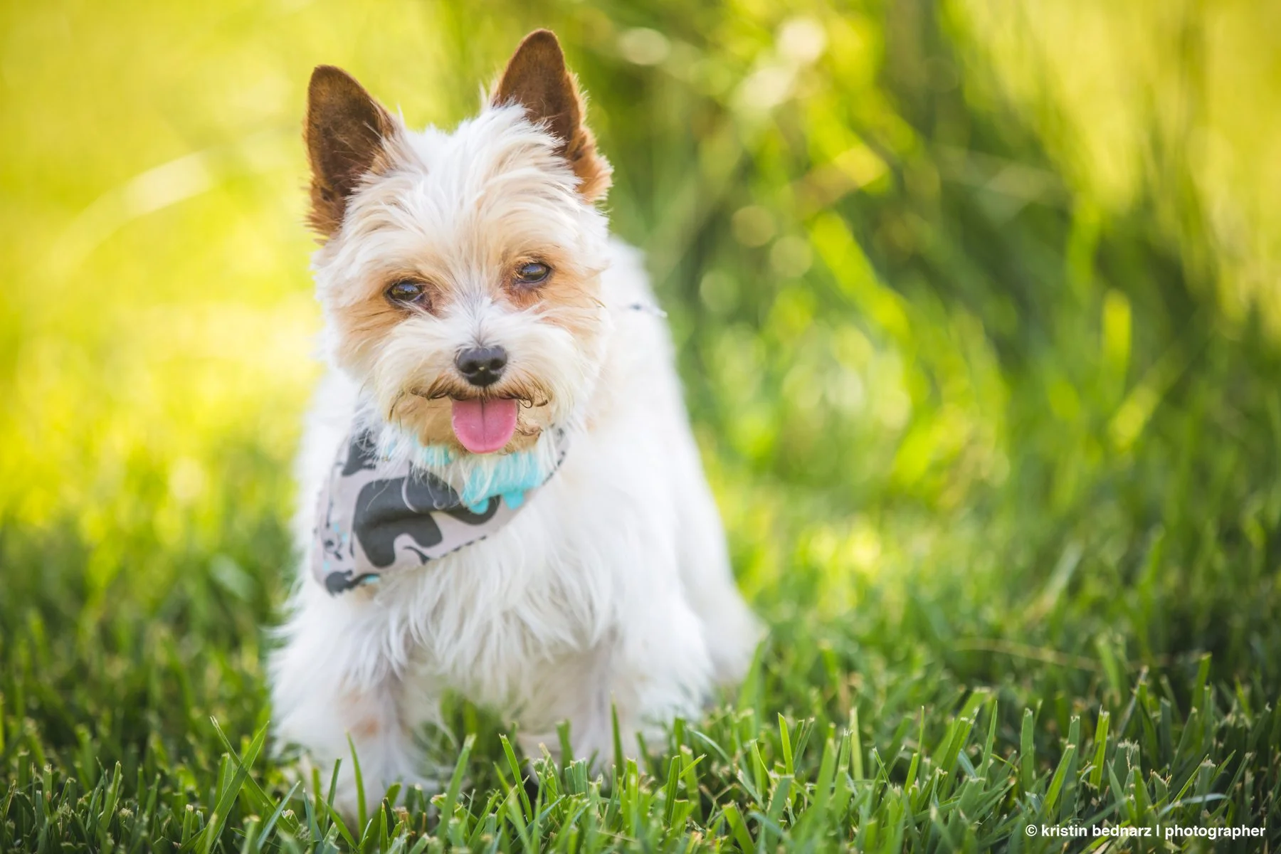 yorkie_puppies_lubbock_photographer_0948.JPG