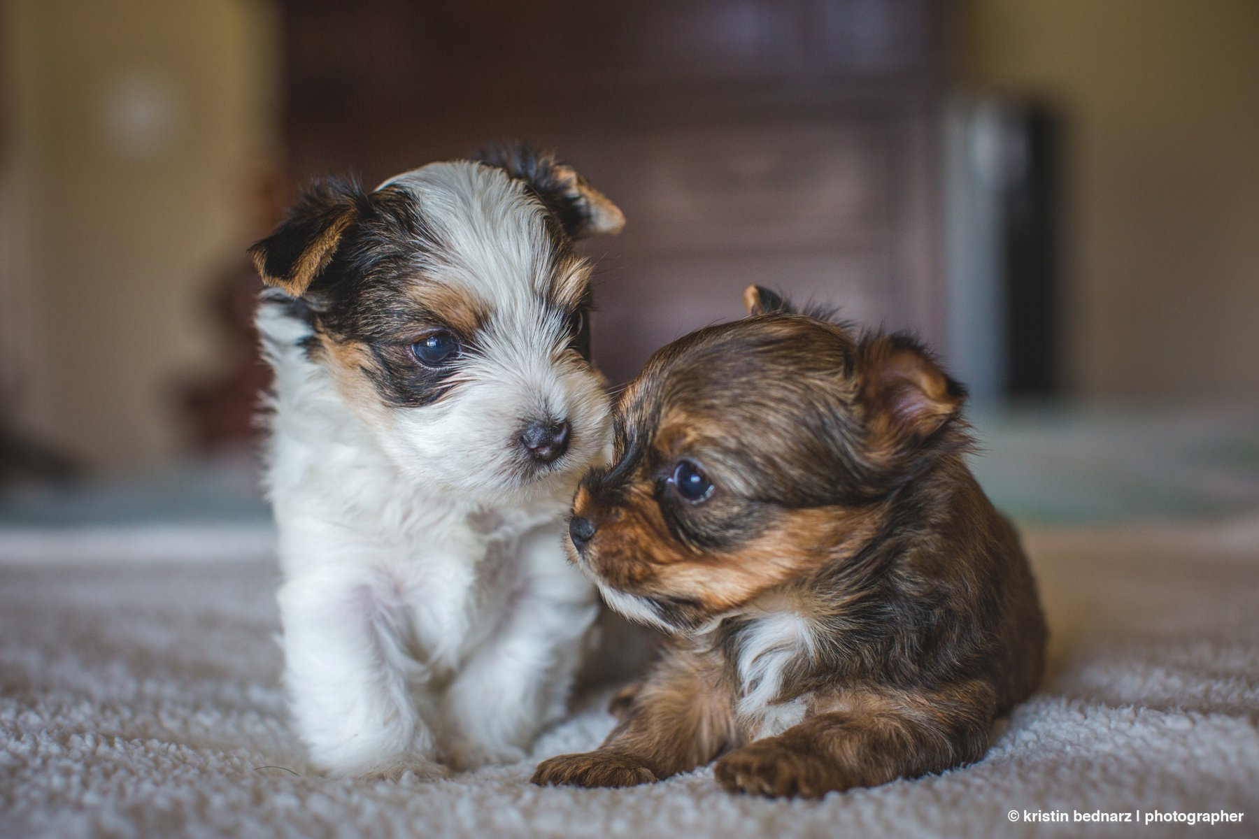 yorkie_puppies_lubbock_photographer_0931.JPG