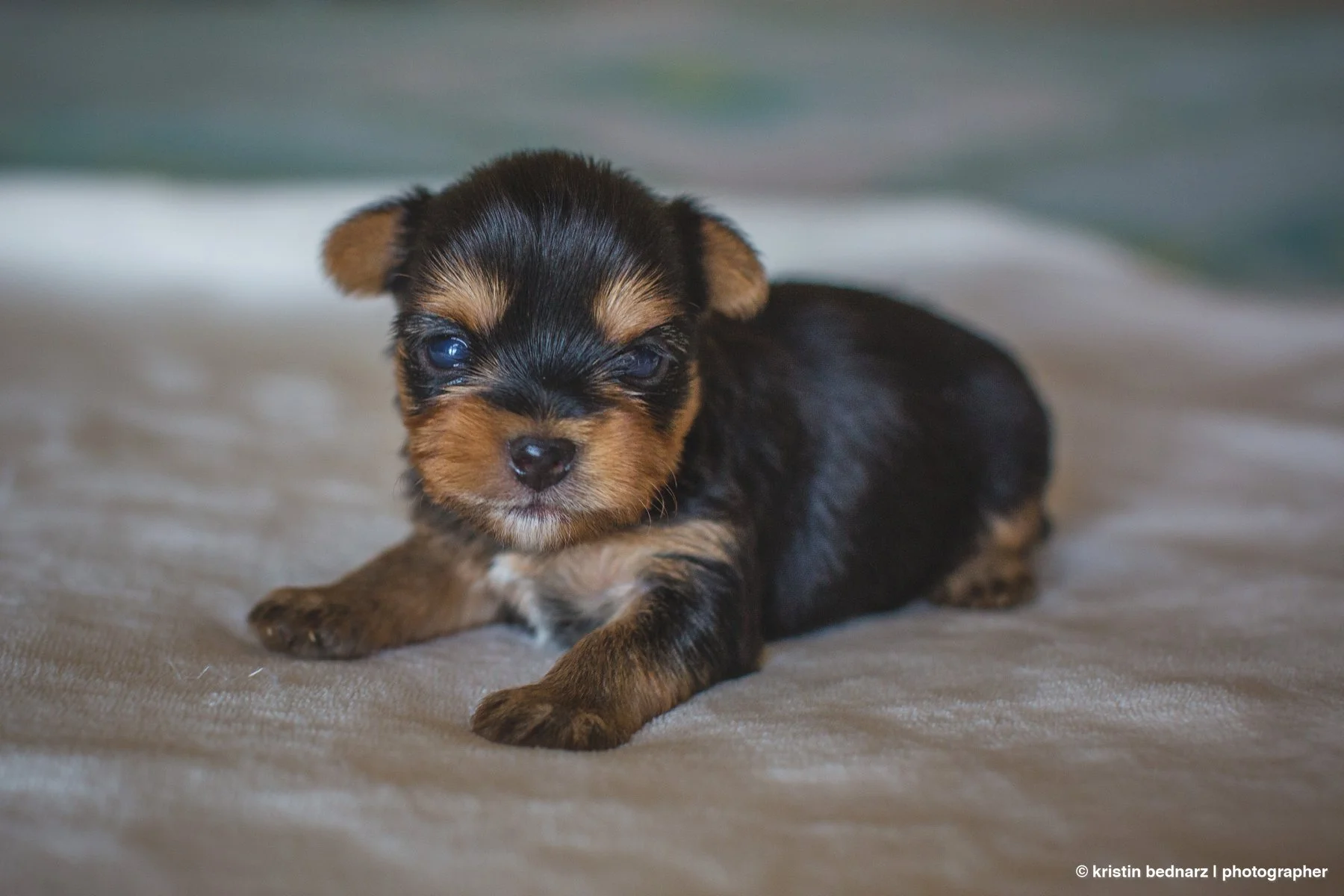 yorkie_puppies_lubbock_photographer_0935.JPG