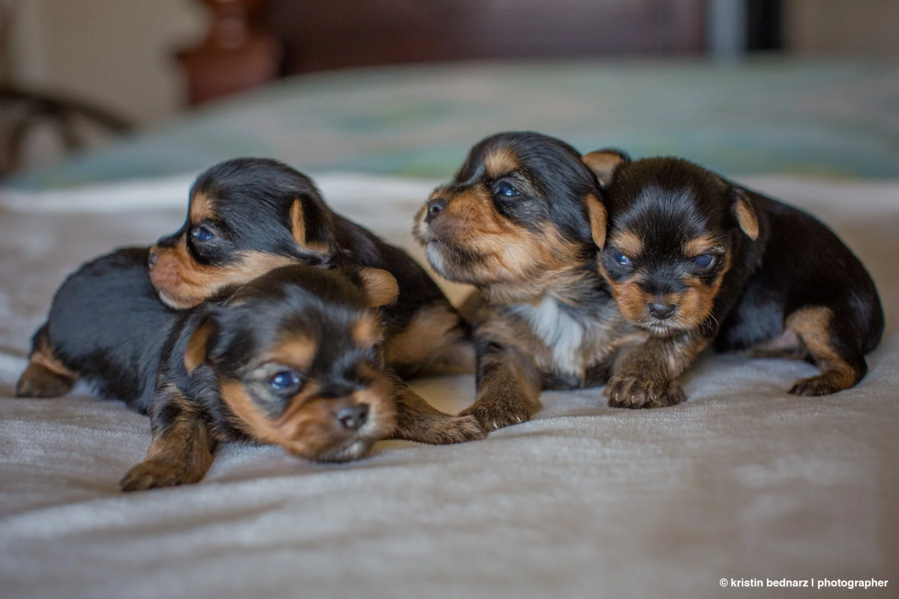 yorkie_puppies_lubbock_photographer_0934.JPG