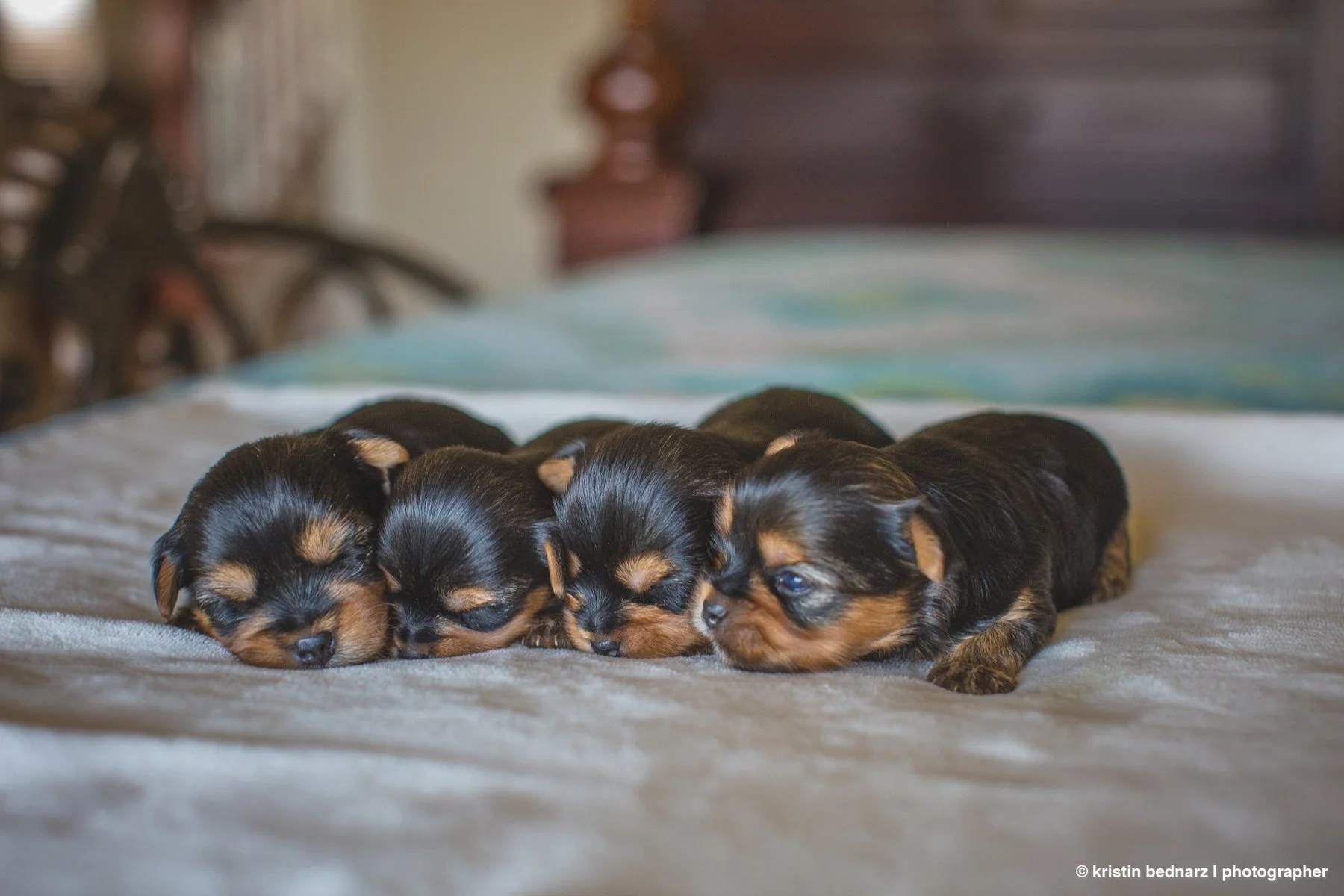 yorkie_puppies_lubbock_photographer_0936.JPG