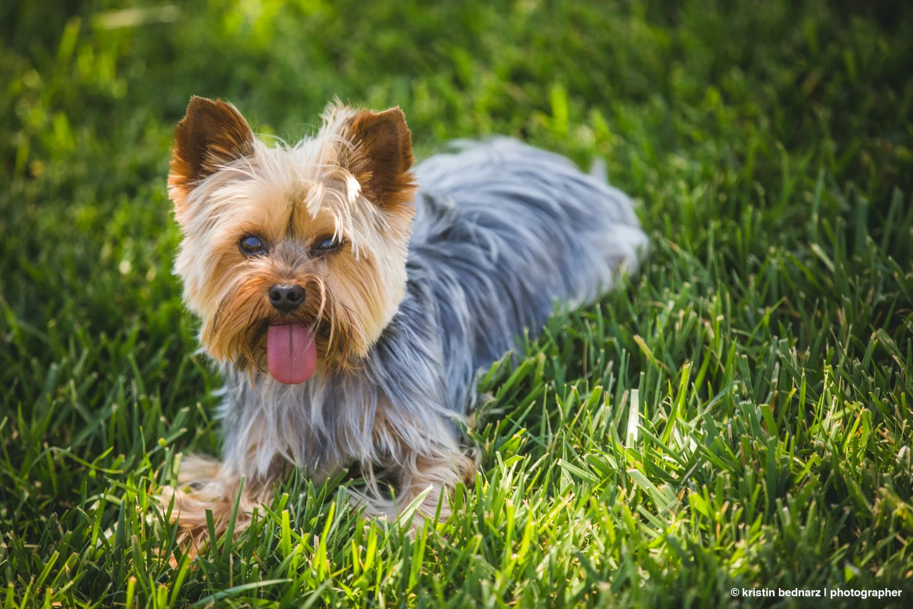 yorkie_puppies_lubbock_photographer_0945.JPG