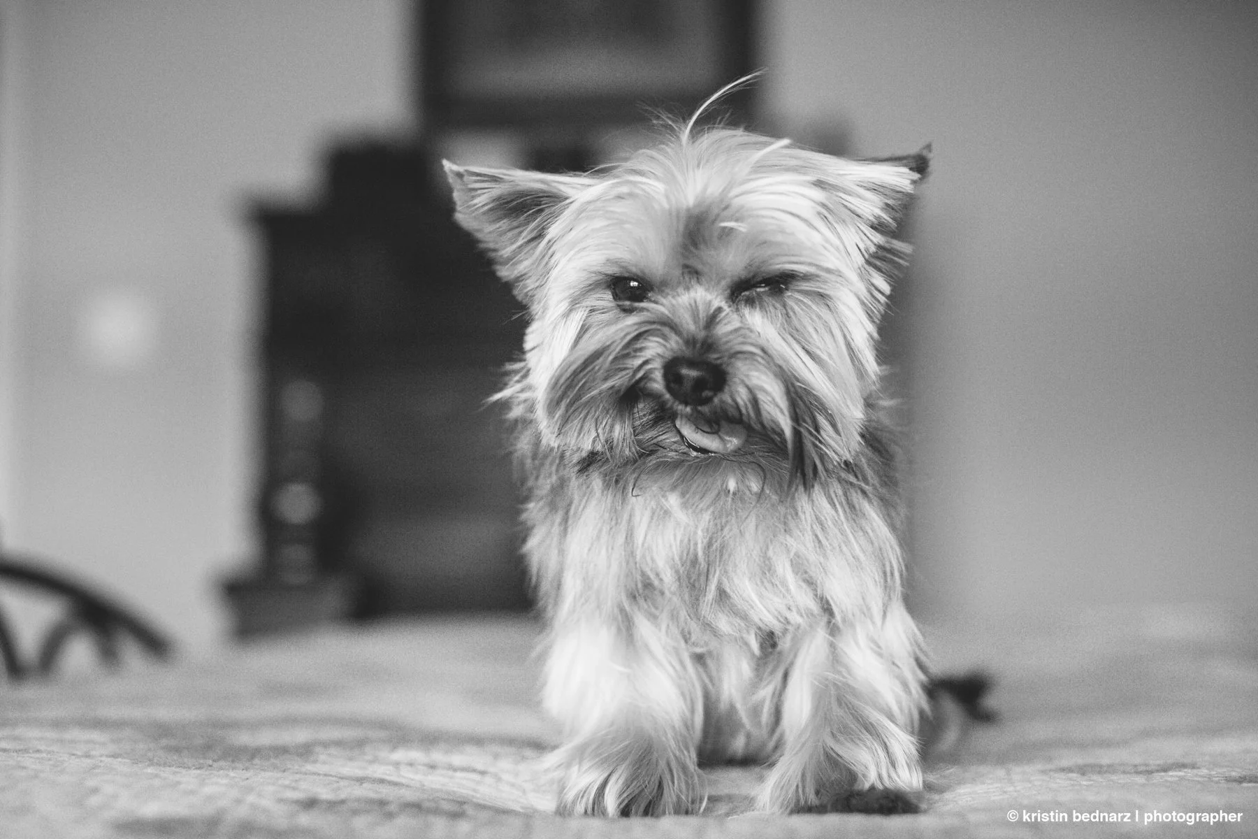 yorkie_puppies_lubbock_photographer_0940.JPG