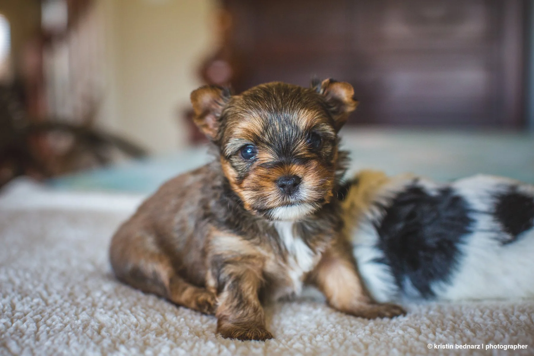 yorkie_puppies_lubbock_photographer_0933.JPG