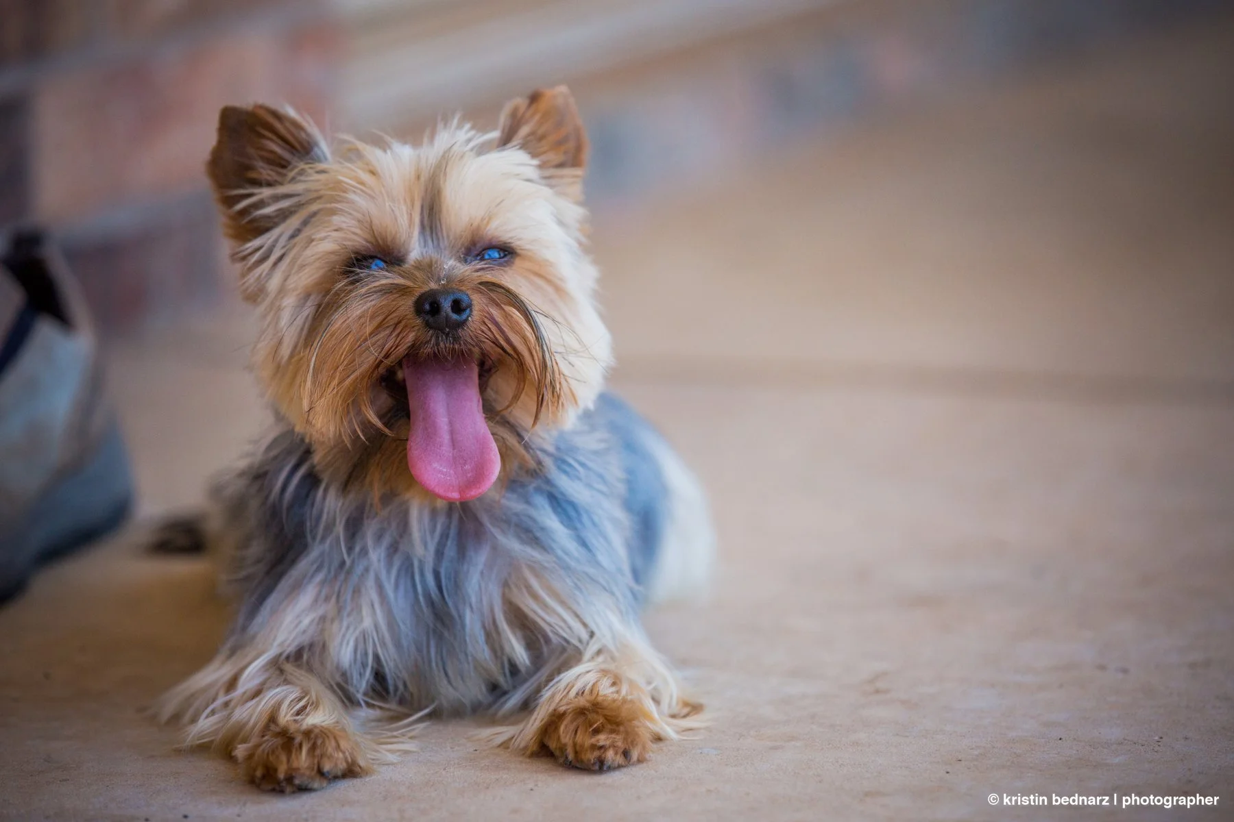 yorkie_puppies_lubbock_photographer_0942.JPG