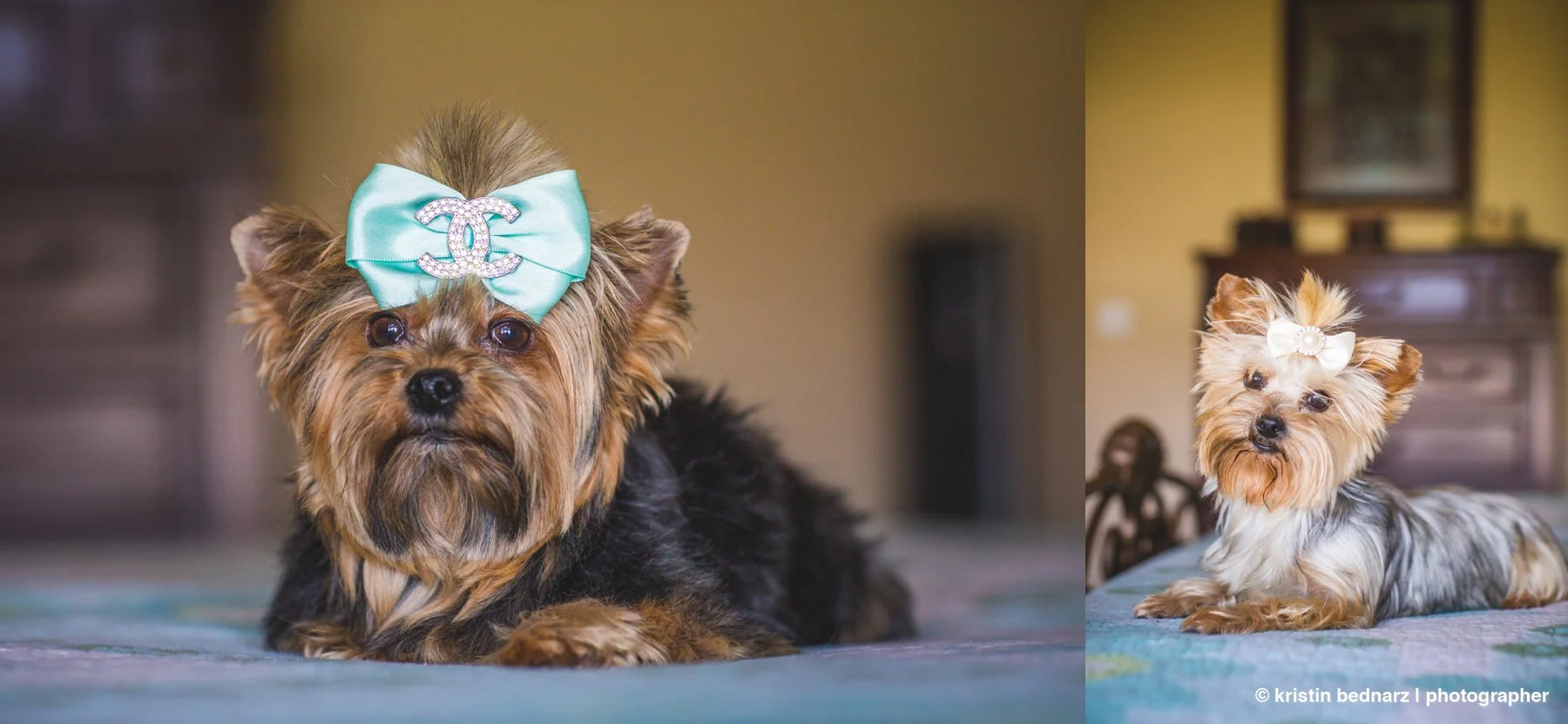 yorkie_puppies_lubbock_photographer_0938.JPG
