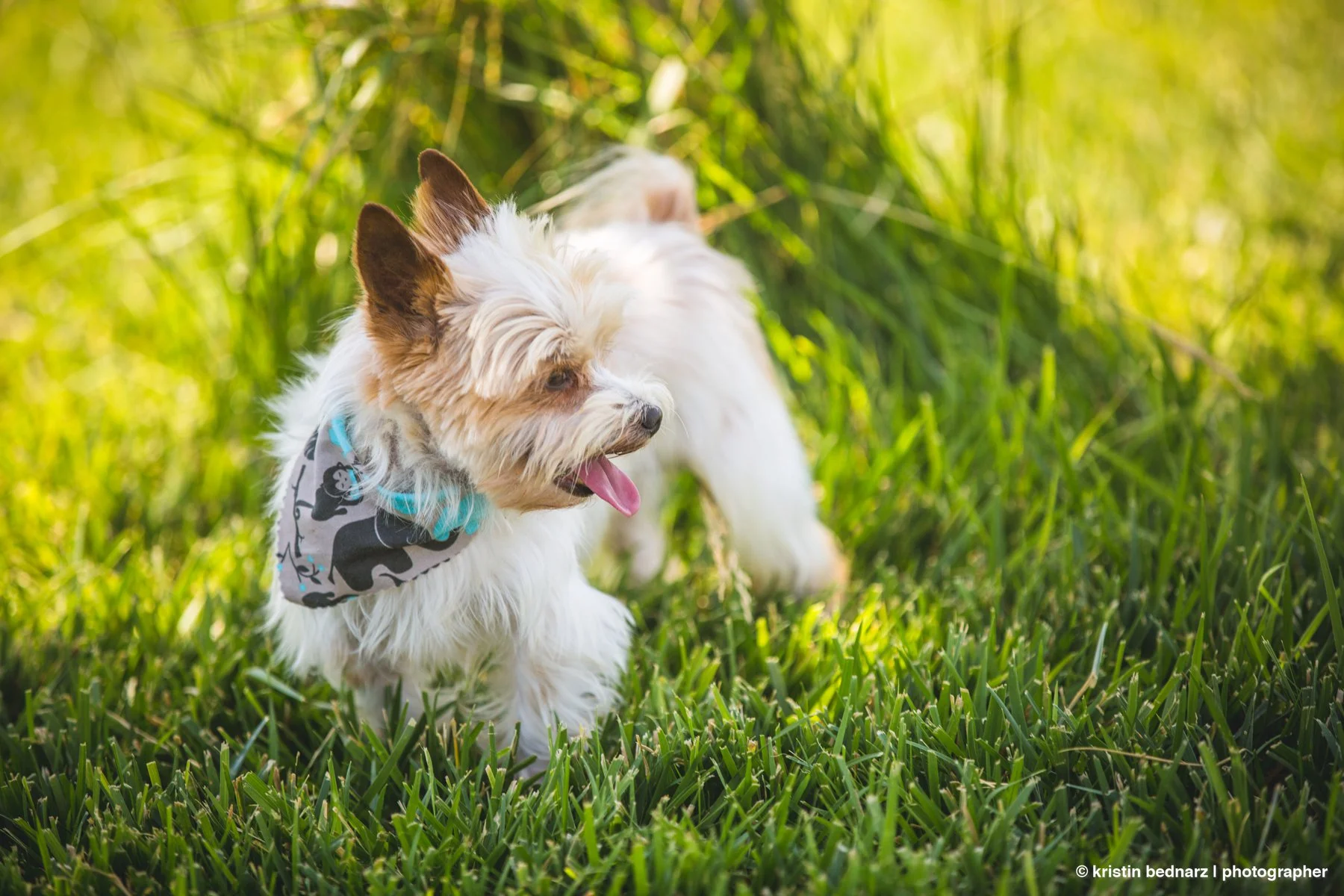 yorkie_puppies_lubbock_photographer_0946.JPG
