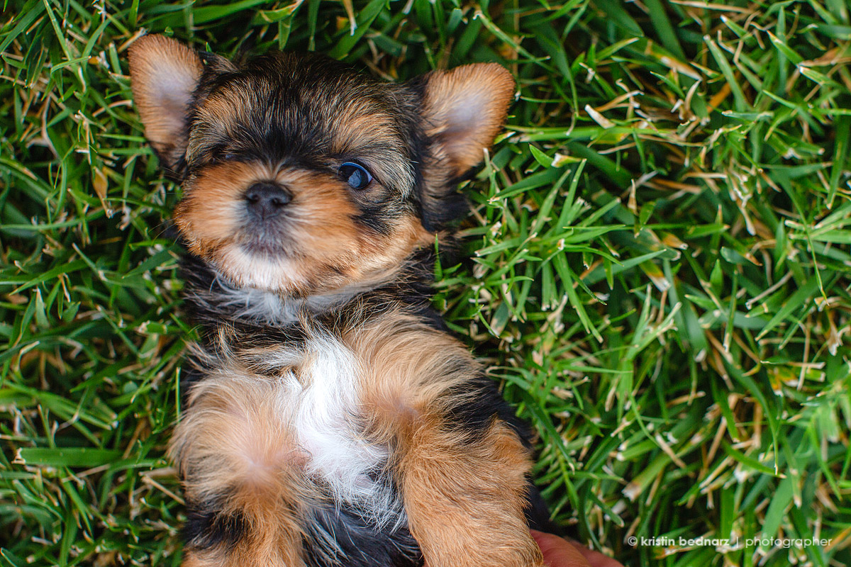  Yorkies!!!  Hello!  They are soooo cute! 