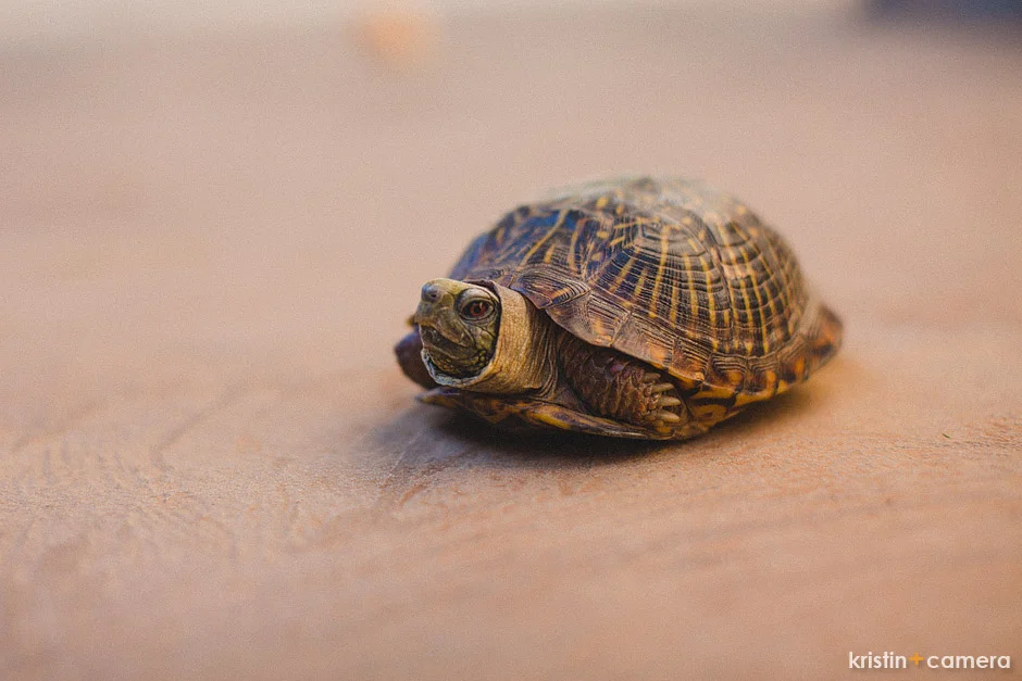  This little guy came out to play when I photographed a home in Oakmont.  He’s reminding me that it’s OK to take it slow once in a while and really give it my all.   