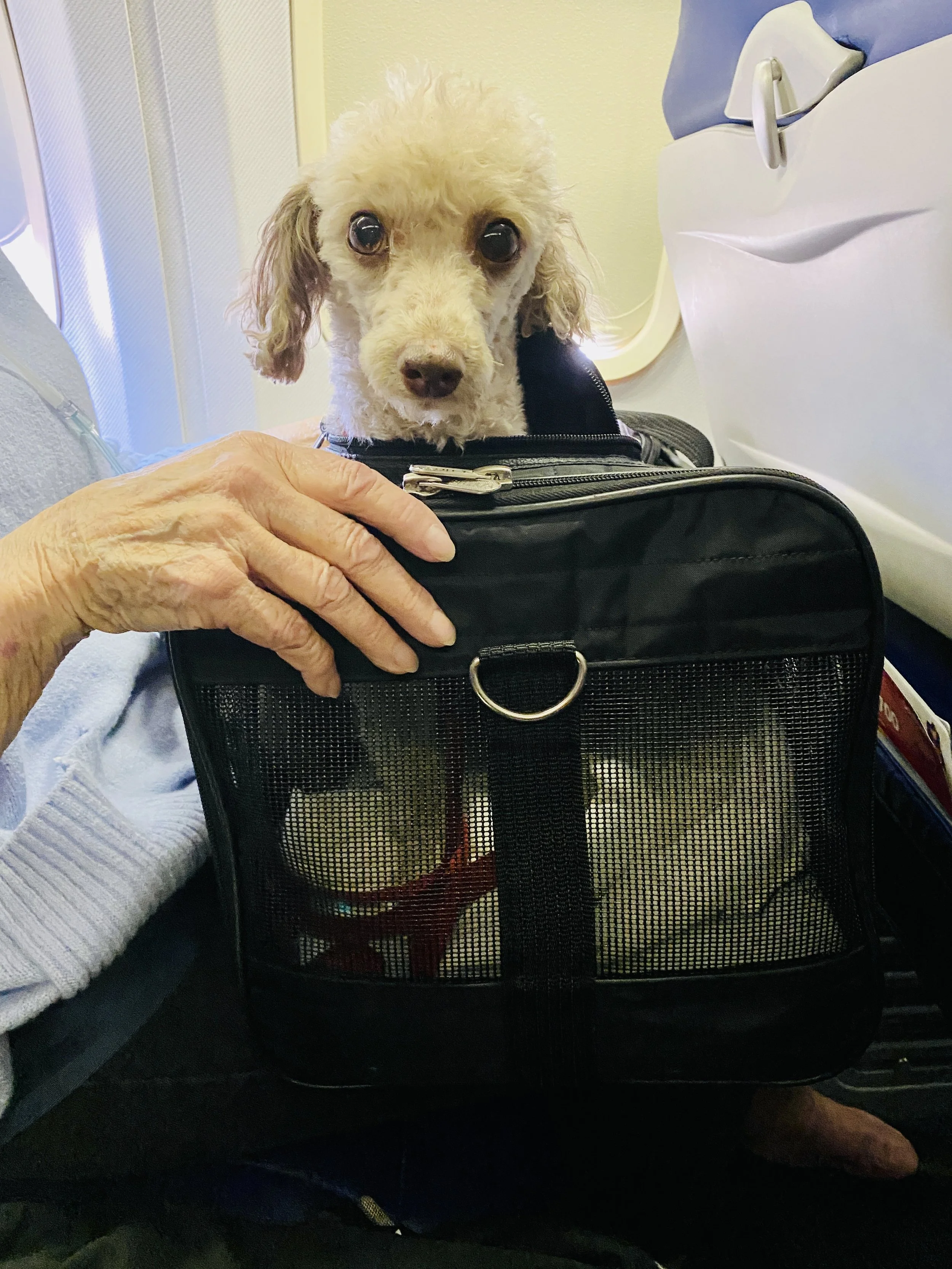  I think this is when the drugs hit pretty hard.  Glassy eyed and smelling snacks being passed out.  He's supposed to be on the floor under her seat but he would just whine and whine and mom gave in and put him on her lap. 