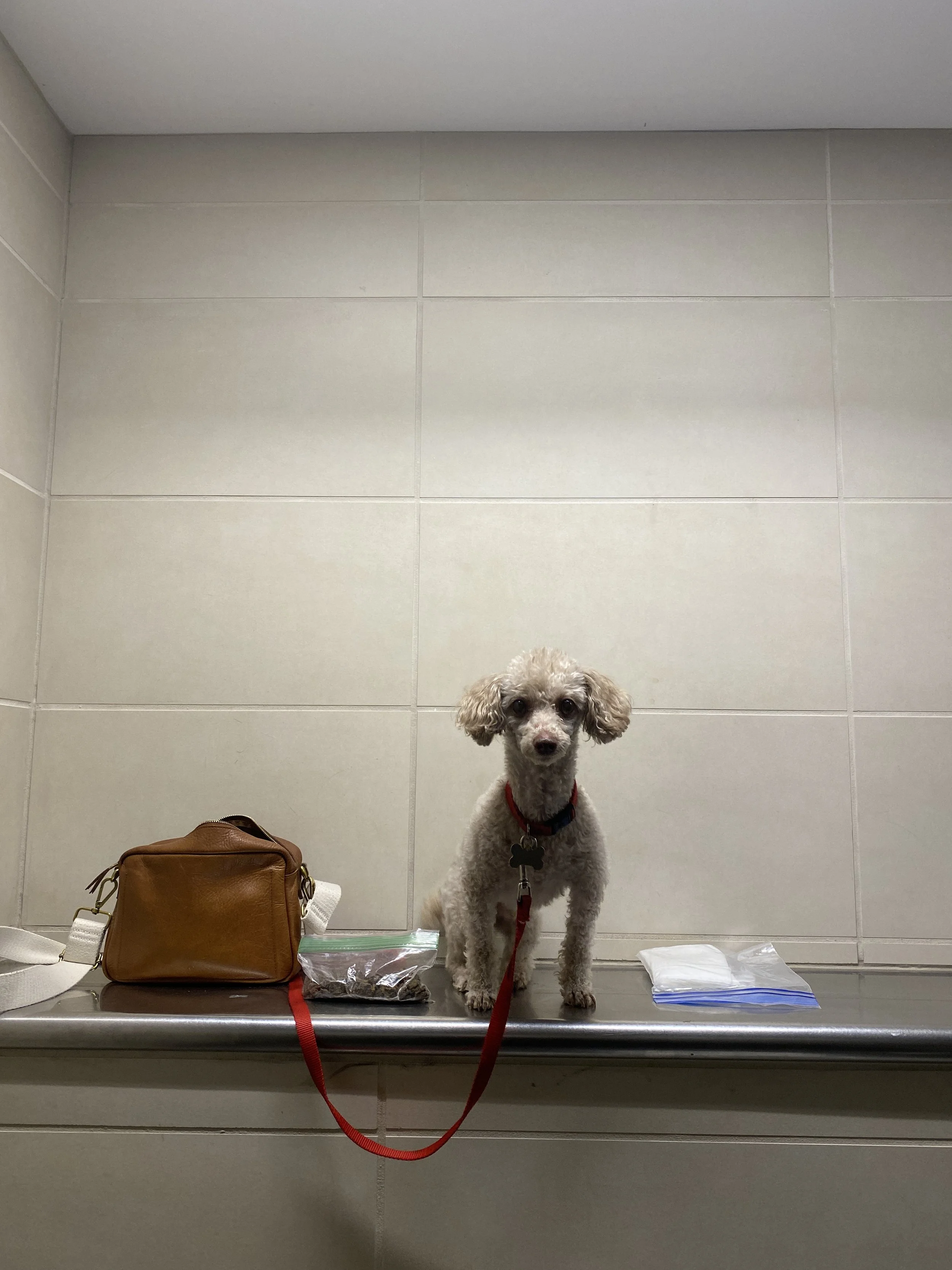  of course he refused to be set down on the pet floor "bathroom".   