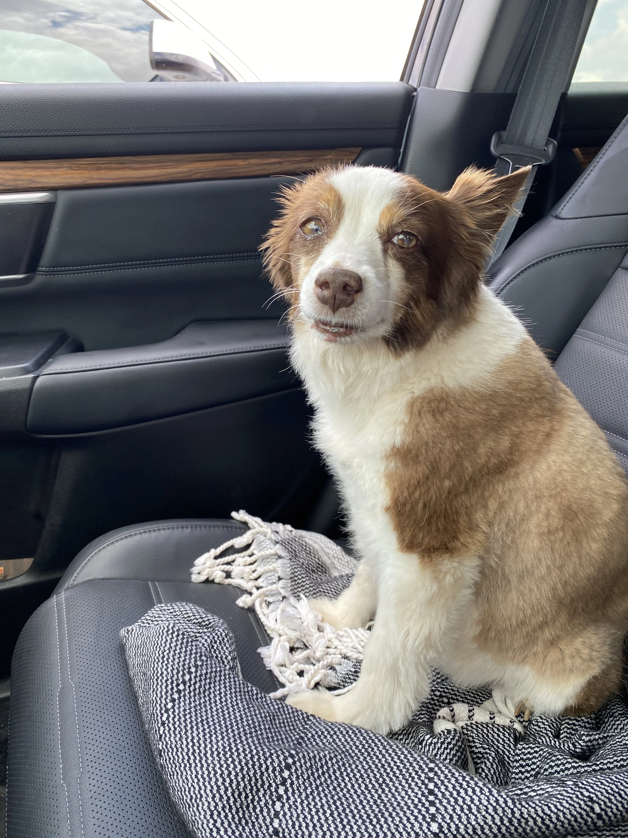  June came in HARD.  I was still working pretty much full time with weddings and such and my dog, Kanga wasn't doing well.  We had to put her on meds earlier in the year and she passed away that month.  It wasn't good.  But I pushed through.   